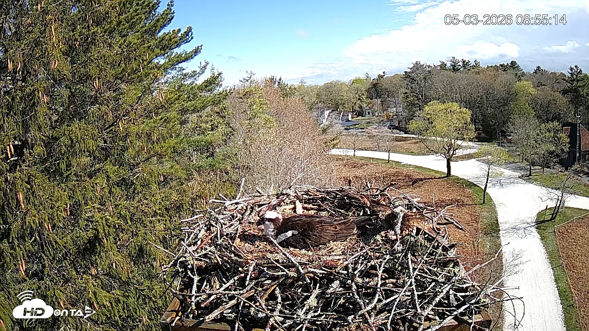 Snapshot of Mashpee Natl. Wildlife Refuge Live Osprey Cam taken May 3, 2026, 8:57am EDT