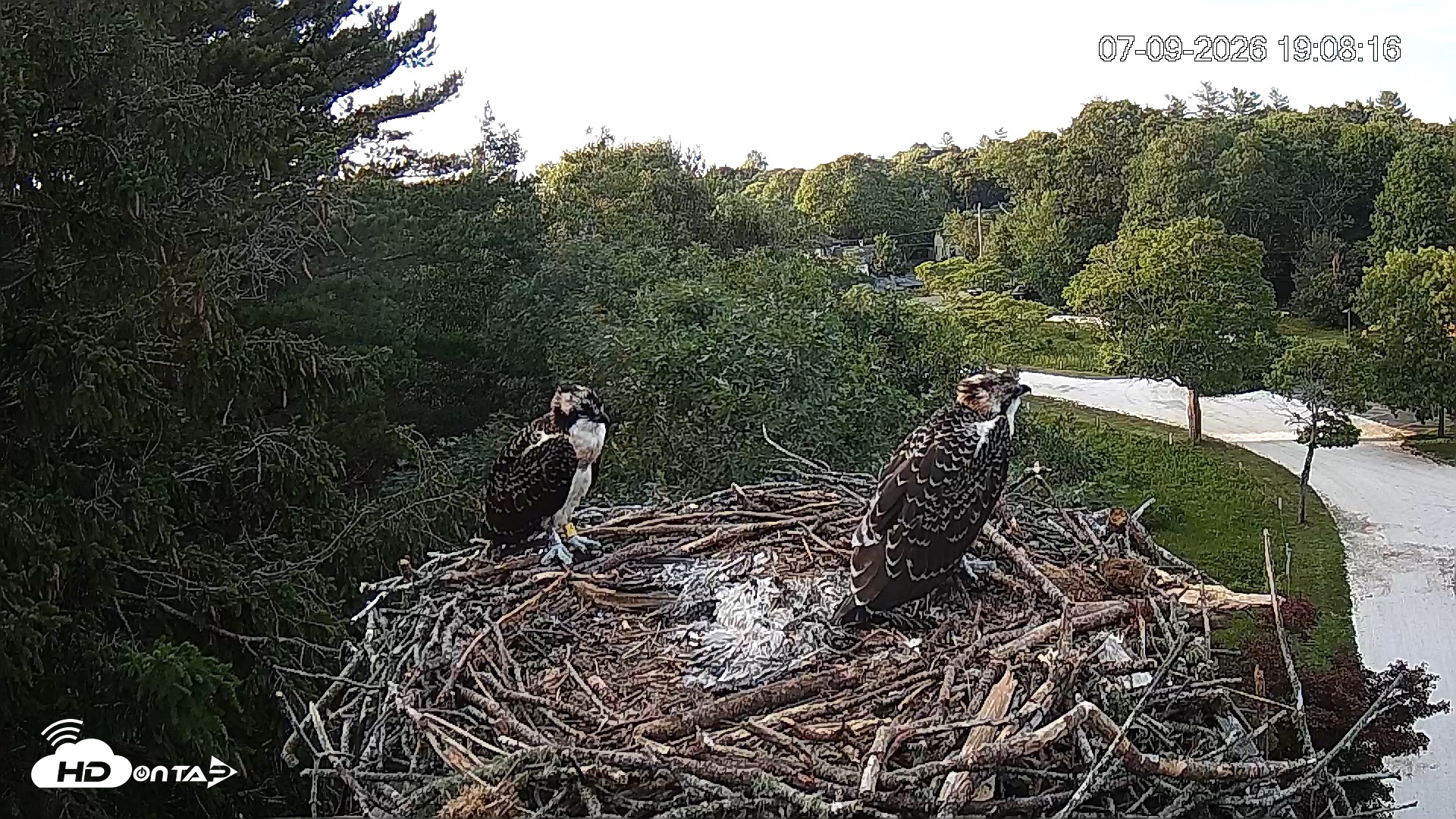 Snapshot of Mashpee Natl. Wildlife Refuge Live Osprey Cam taken Jul 9, 2026, 7:09pm EDT