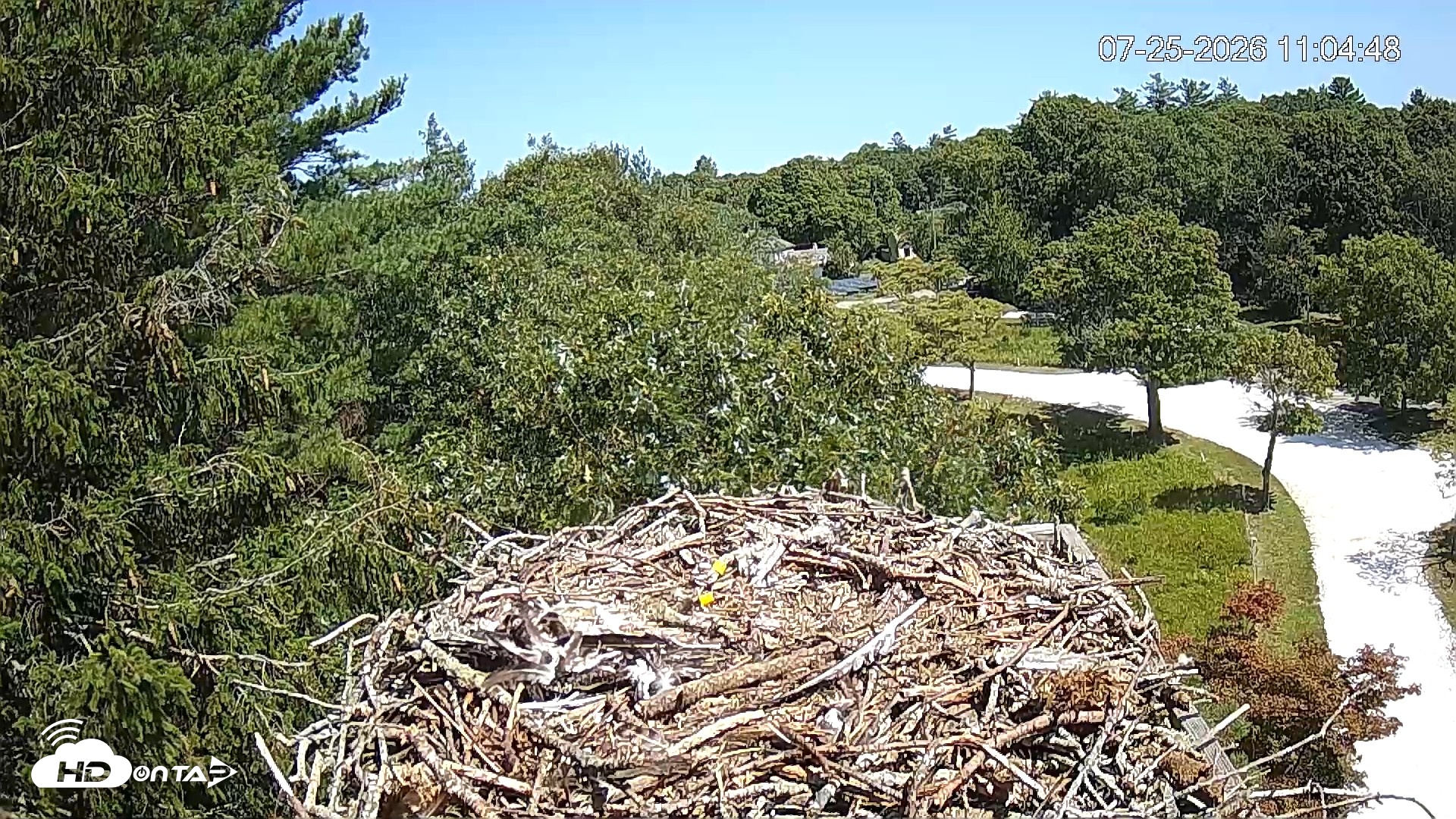 Snapshot of Mashpee Natl. Wildlife Refuge Live Osprey Cam taken Jul 25, 2026, 11:05am EDT