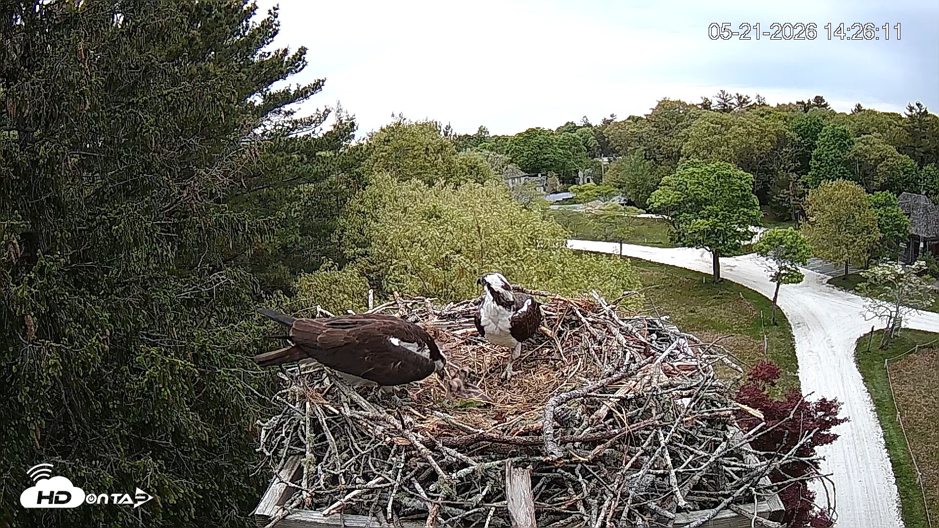 Snapshot of Mashpee Natl. Wildlife Refuge Live Osprey Cam taken May 21, 2026, 2:29pm EDT