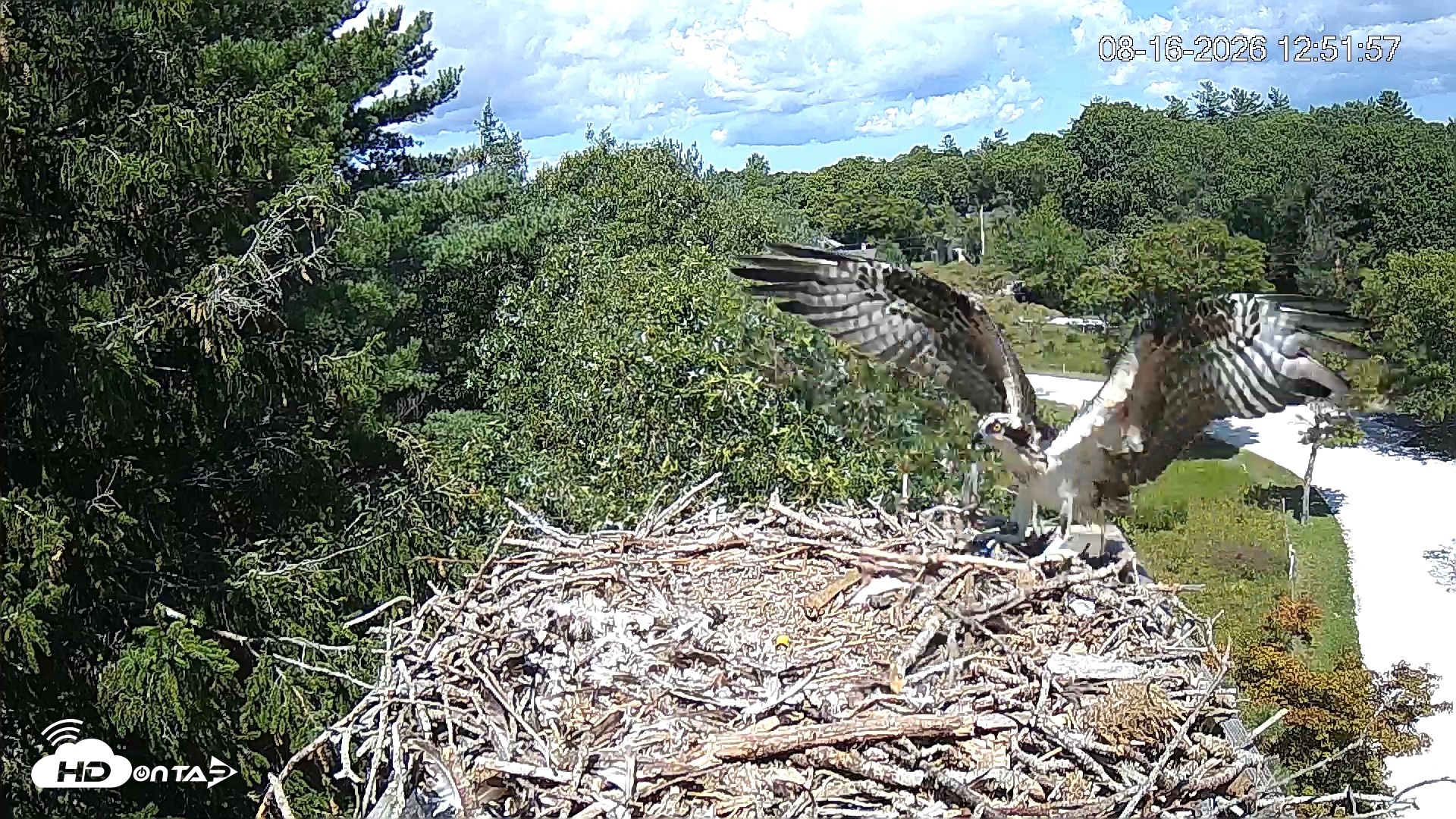 Snapshot of Mashpee Natl. Wildlife Refuge Live Osprey Cam taken Aug 16, 2026, 2:28pm EDT