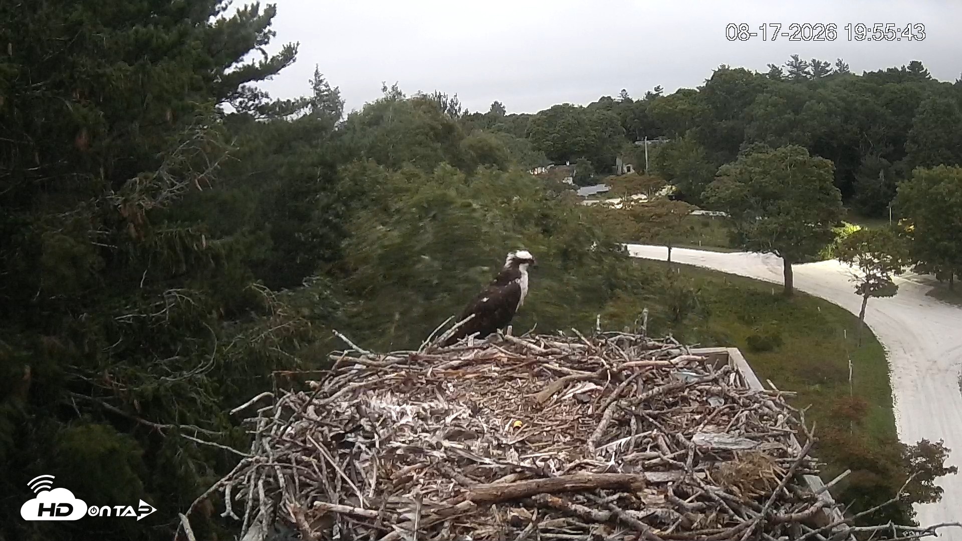 Snapshot of Mashpee Natl. Wildlife Refuge Live Osprey Cam taken Aug 18, 2026, 12:00am EDT