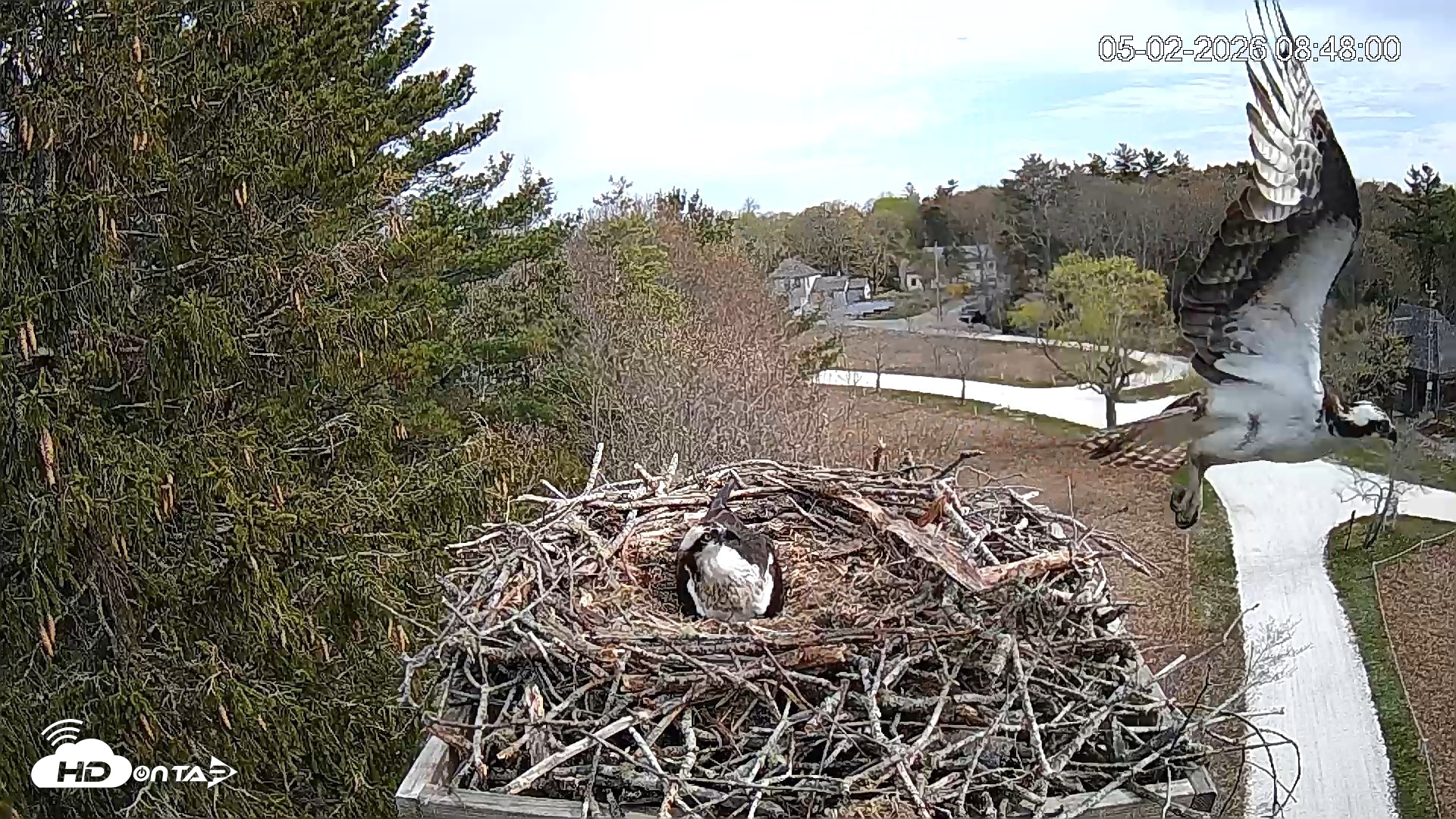 Snapshot of Mashpee Natl. Wildlife Refuge Live Osprey Cam taken May 2, 2026, 9:04am EDT