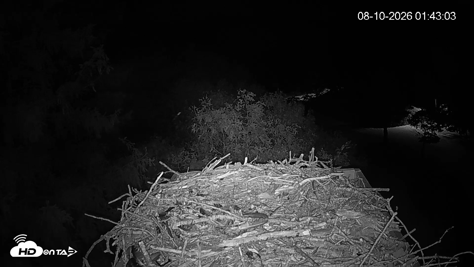 Snapshot of Mashpee Natl. Wildlife Refuge Live Osprey Cam taken Aug 10, 2026, 1:43am EDT