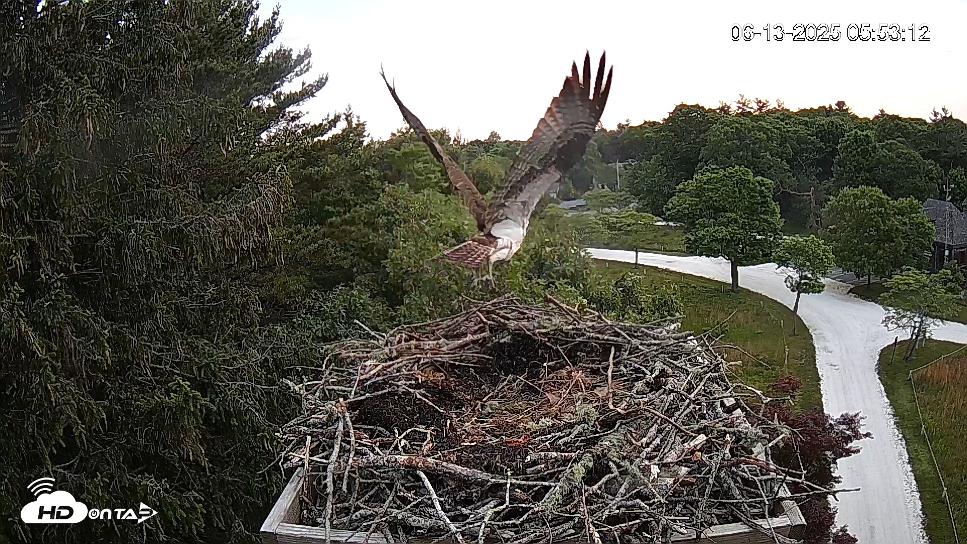 Snapshot of Mashpee Natl. Wildlife Refuge Live Osprey Cam taken Jun 13, 2025, 7:09am EDT