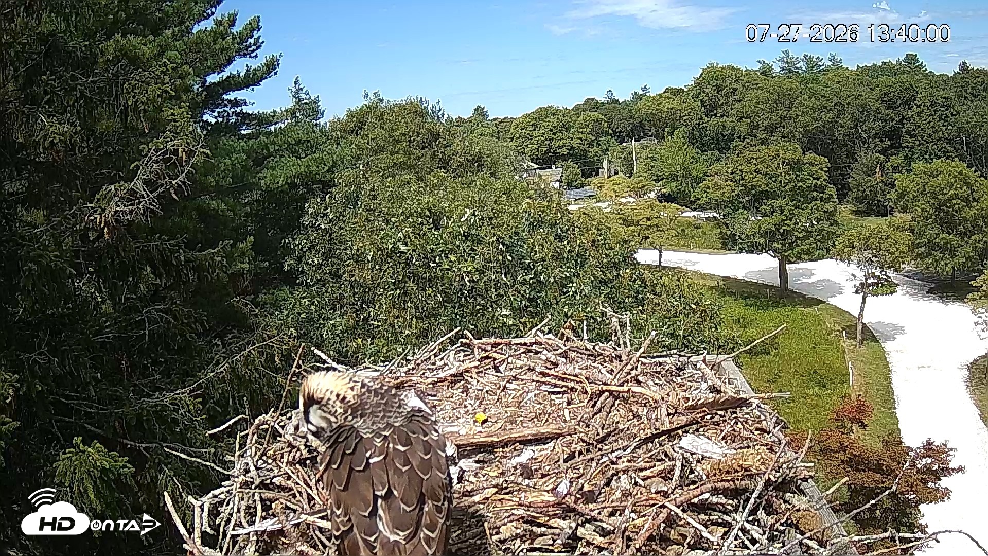 Snapshot of Mashpee Natl. Wildlife Refuge Live Osprey Cam taken Jul 27, 2026, 1:40pm EDT