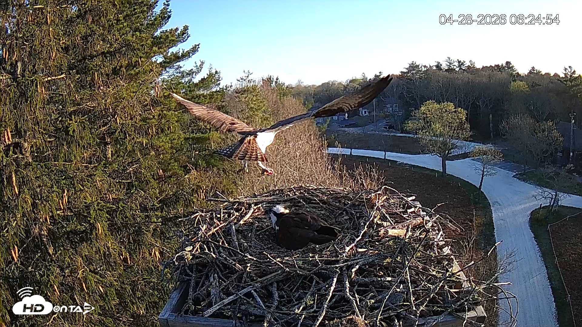 Snapshot of Mashpee Natl. Wildlife Refuge Live Osprey Cam taken Apr 28, 2026, 7:46am EDT