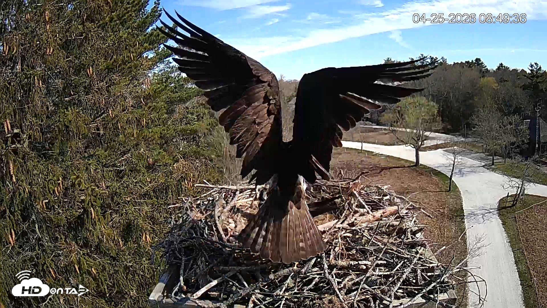 Snapshot of Mashpee Natl. Wildlife Refuge Live Osprey Cam taken Apr 25, 2026, 8:51am EDT