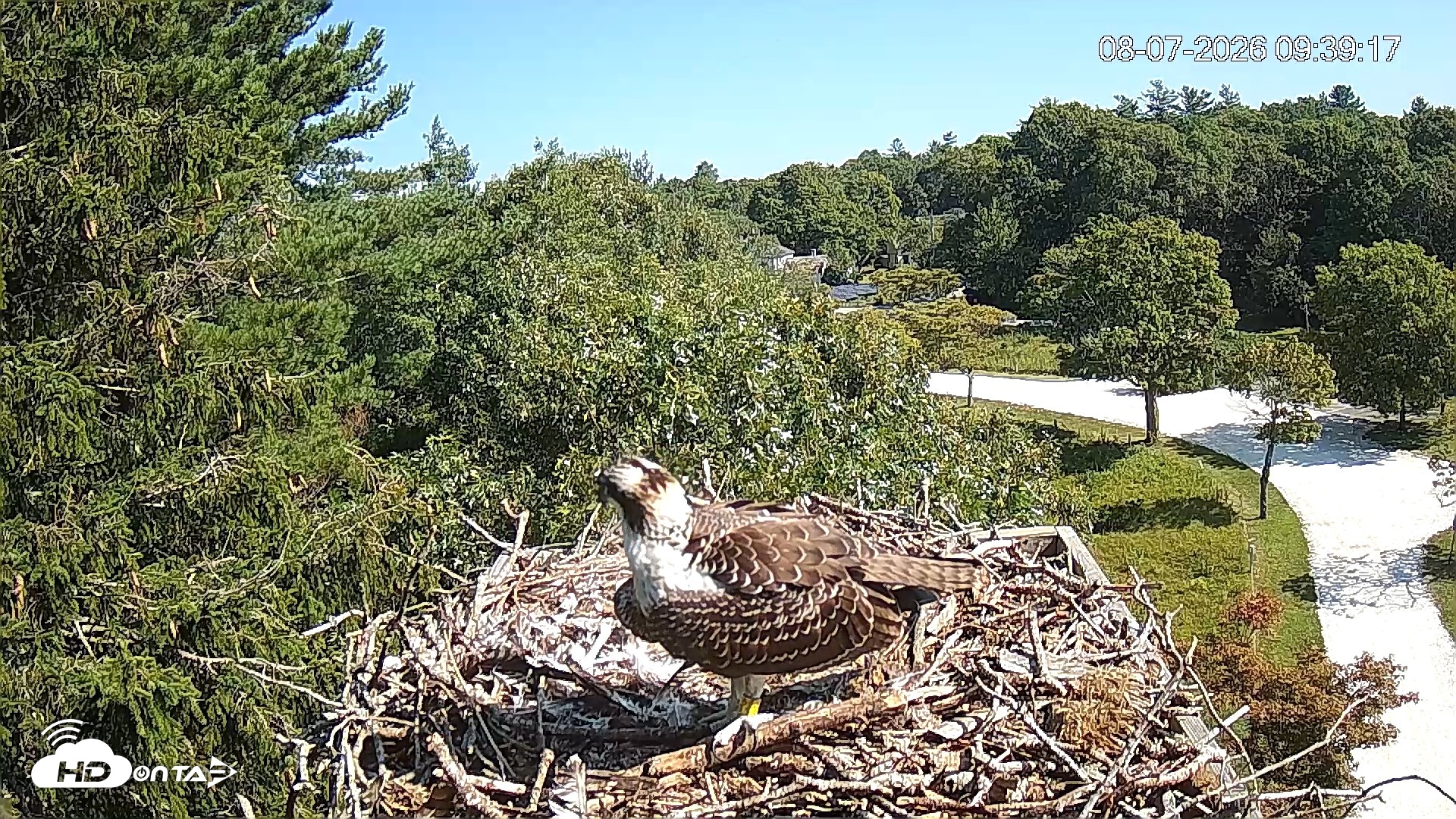 Snapshot of Mashpee Natl. Wildlife Refuge Live Osprey Cam taken Aug 7, 2026, 9:39am EDT