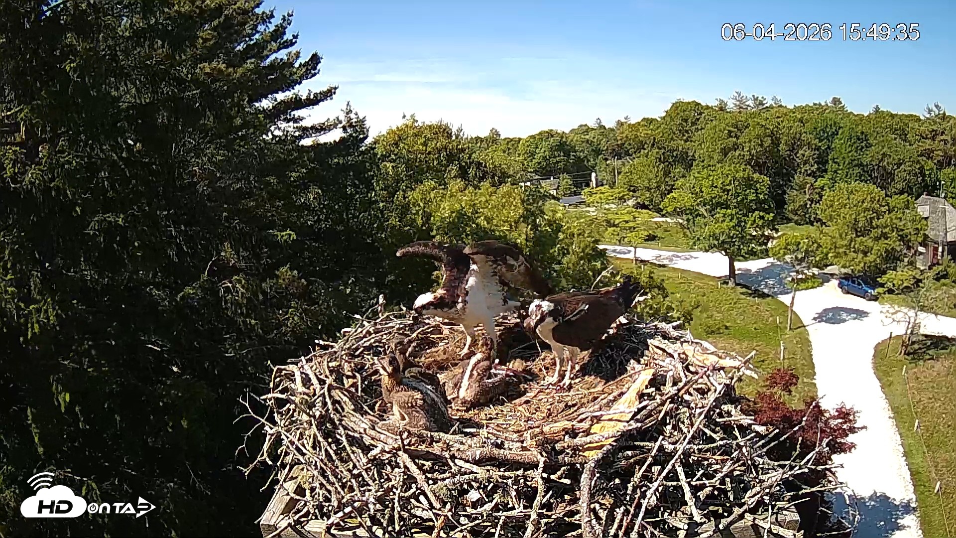 Snapshot of Mashpee Natl. Wildlife Refuge Live Osprey Cam taken Jun 4, 2026, 3:52pm EDT