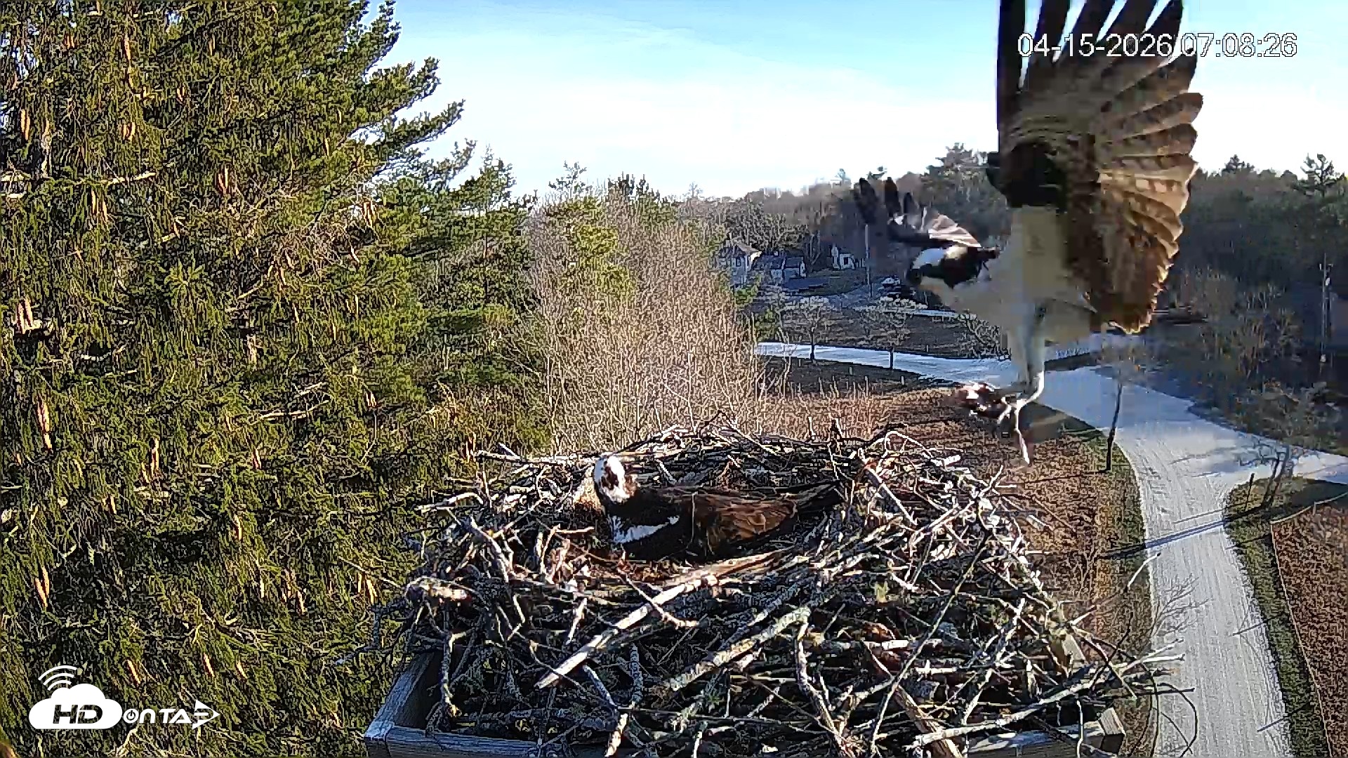 Snapshot of Mashpee Natl. Wildlife Refuge Live Osprey Cam taken Apr 15, 2026, 8:12am EDT