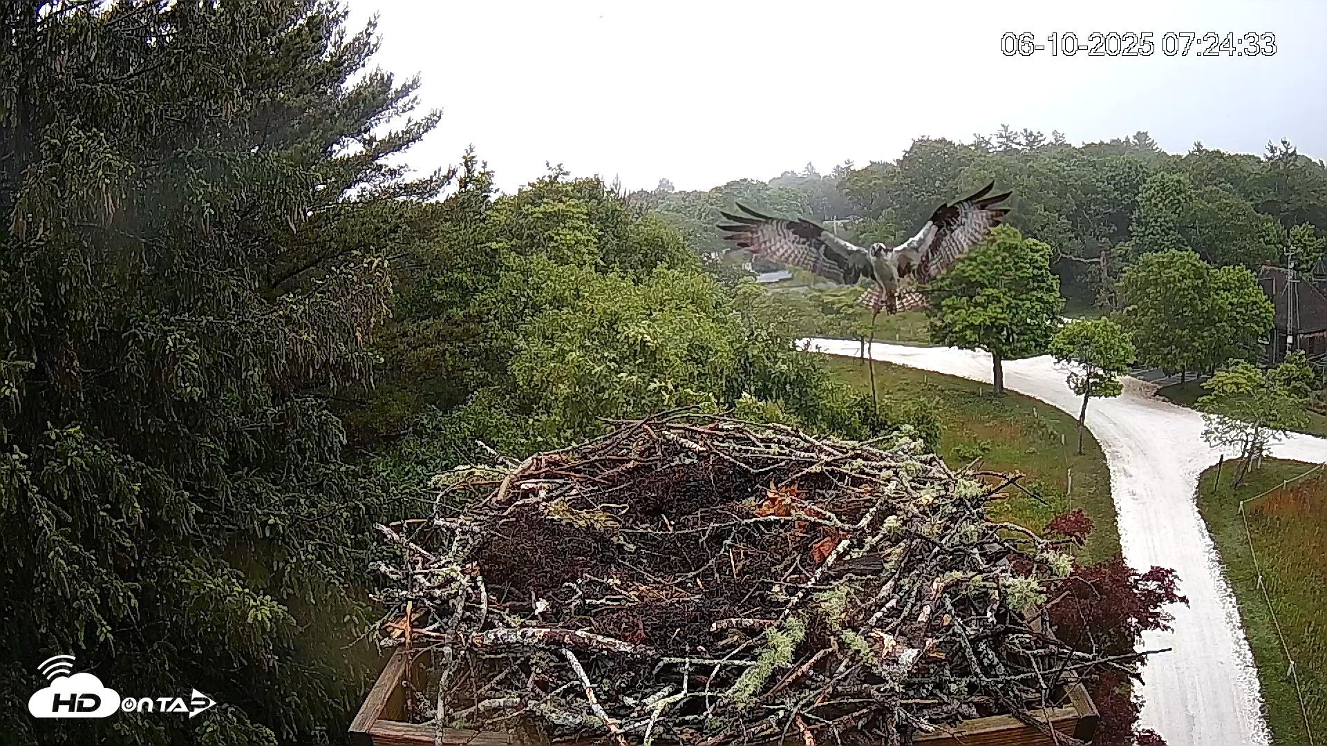 Snapshot of Mashpee Natl. Wildlife Refuge Live Osprey Cam taken Jun 10, 2025, 7:32am EDT