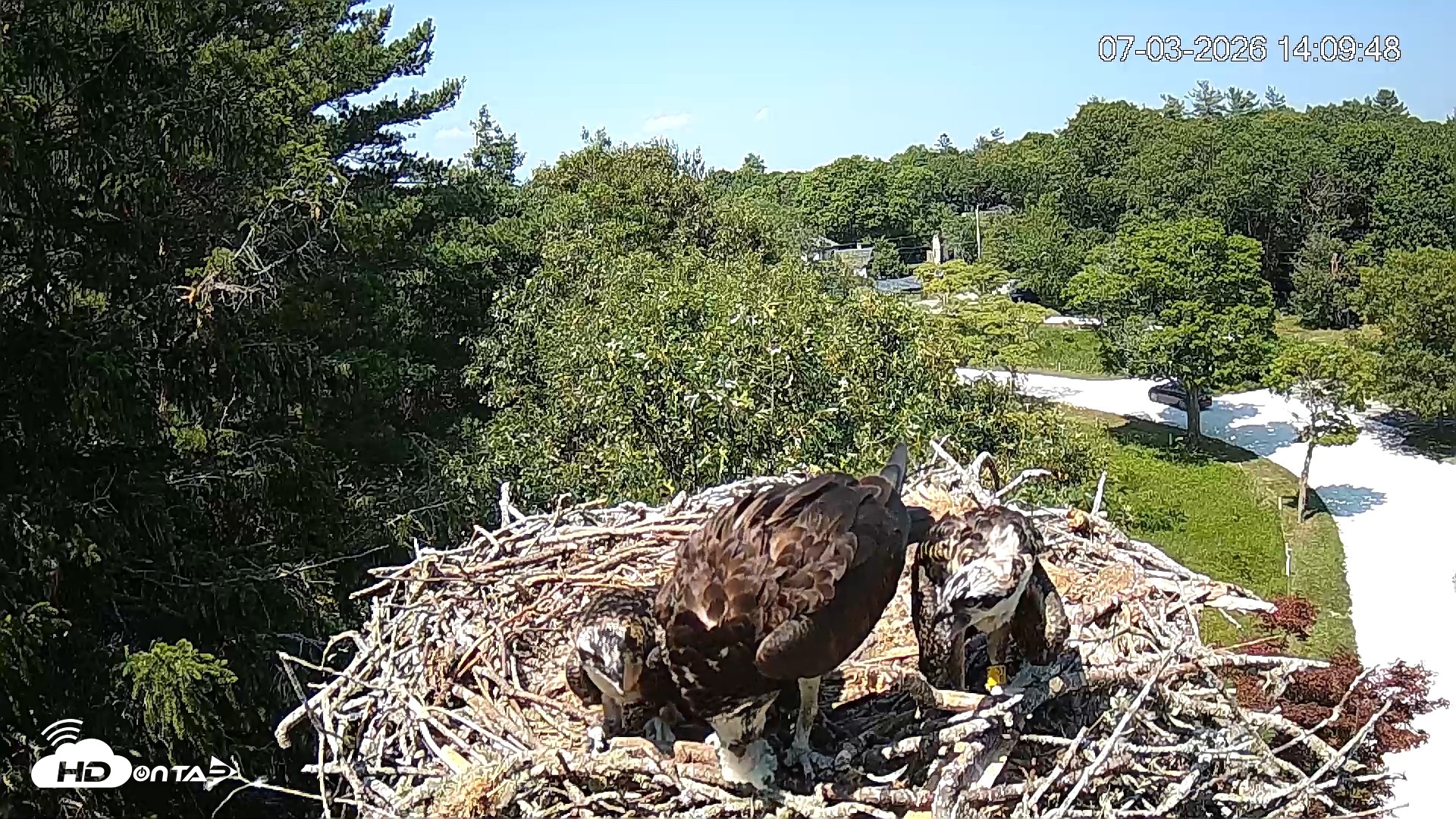 Snapshot of Mashpee Natl. Wildlife Refuge Live Osprey Cam taken Jul 3, 2026, 2:09pm EDT