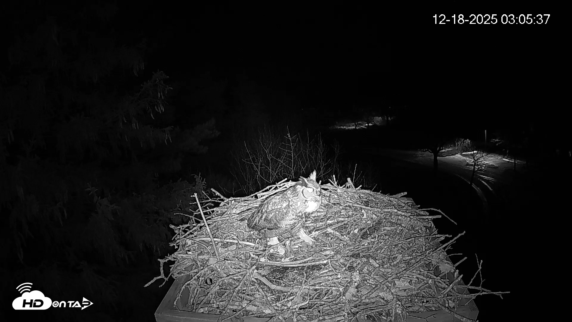 Snapshot of Mashpee Natl. Wildlife Refuge Live Osprey Cam taken Dec 18, 2025, 3:06am EST