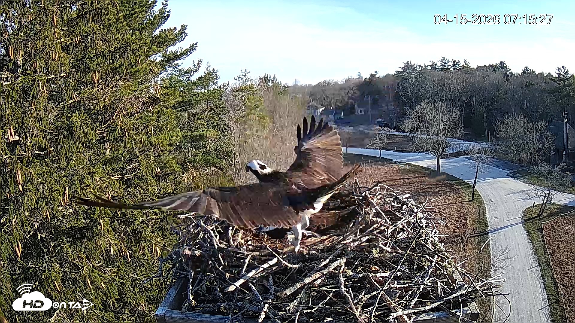 Snapshot of Mashpee Natl. Wildlife Refuge Live Osprey Cam taken Apr 15, 2026, 8:14am EDT