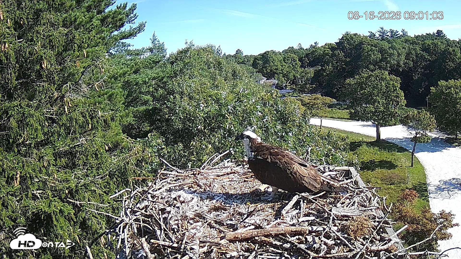 Snapshot of Mashpee Natl. Wildlife Refuge Live Osprey Cam taken Aug 16, 2026, 2:15pm EDT