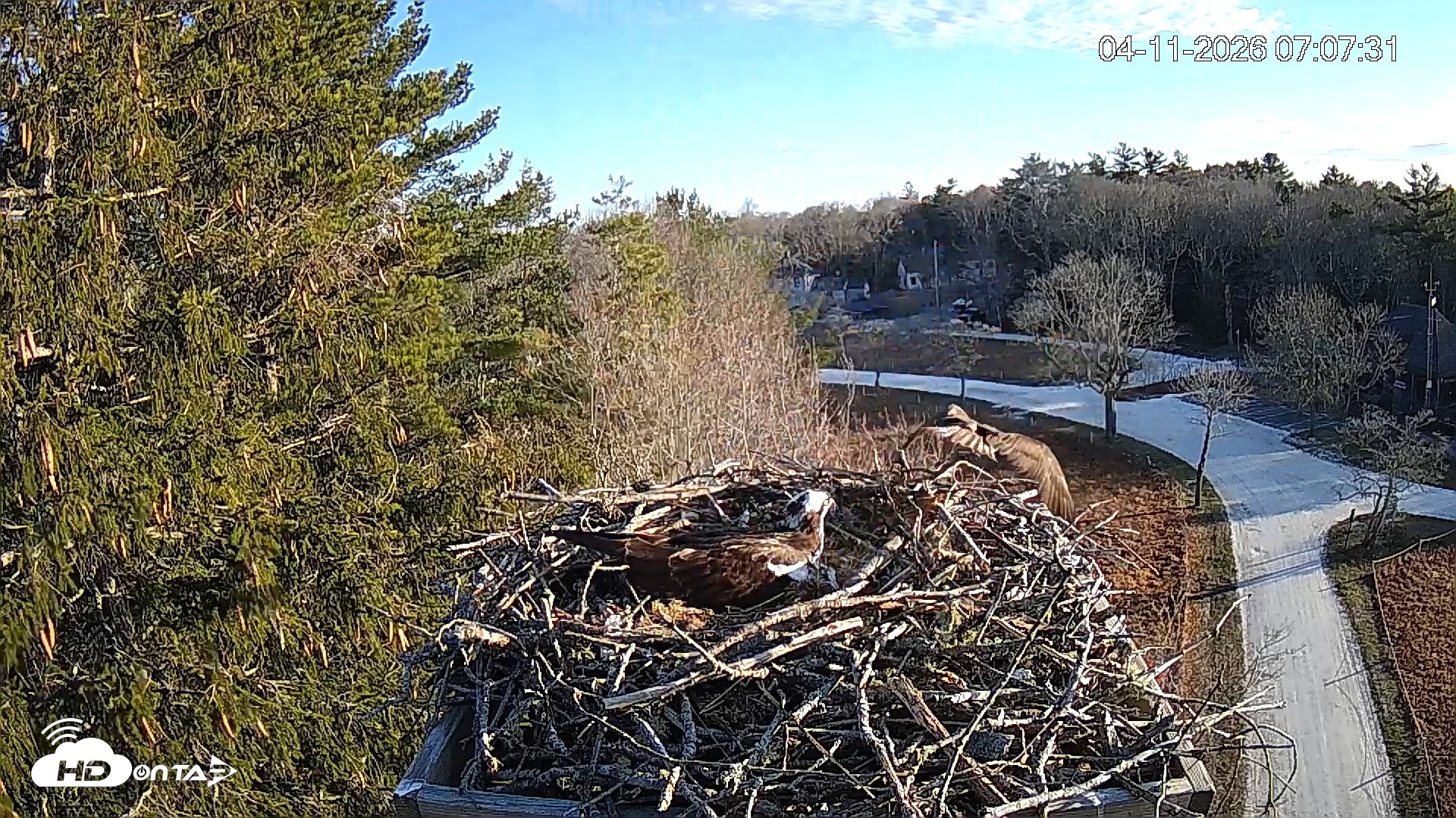 Snapshot of Mashpee Natl. Wildlife Refuge Live Osprey Cam taken Apr 11, 2026, 7:08am EDT