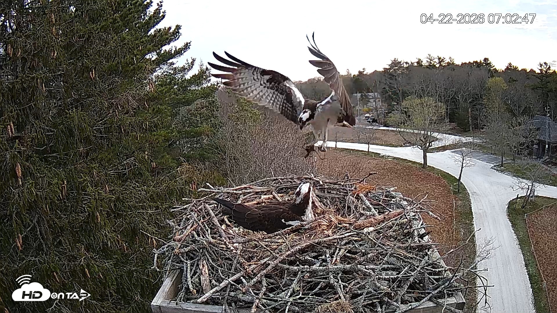 Snapshot of Mashpee Natl. Wildlife Refuge Live Osprey Cam taken Apr 22, 2026, 7:19am EDT