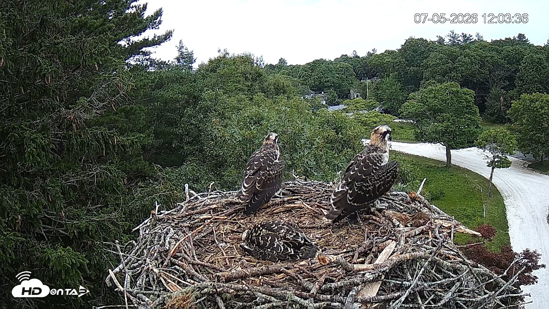 Snapshot of Mashpee Natl. Wildlife Refuge Live Osprey Cam taken Jul 5, 2026, 12:03pm EDT