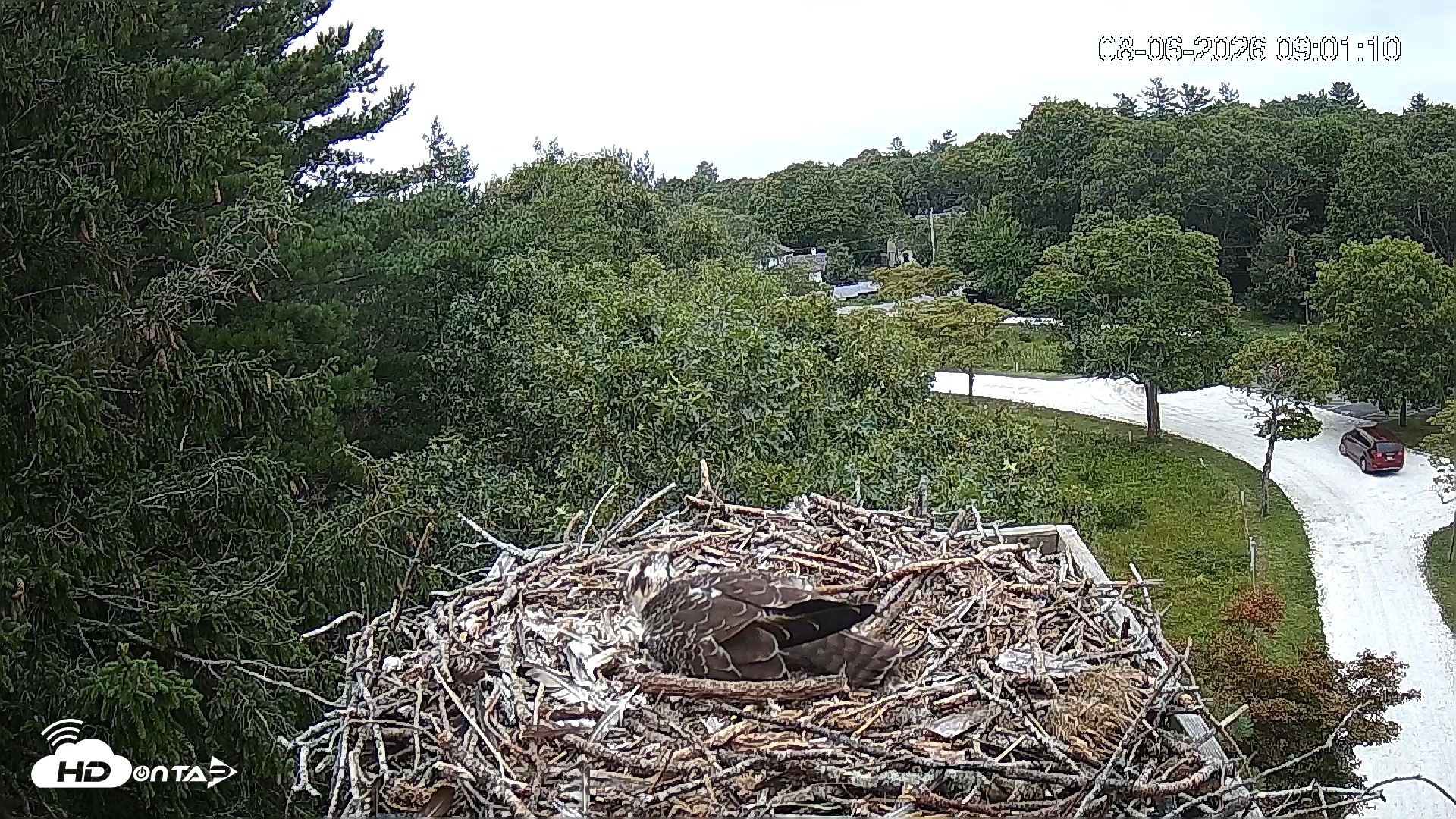 Snapshot of Mashpee Natl. Wildlife Refuge Live Osprey Cam taken Aug 6, 2026, 9:01am EDT