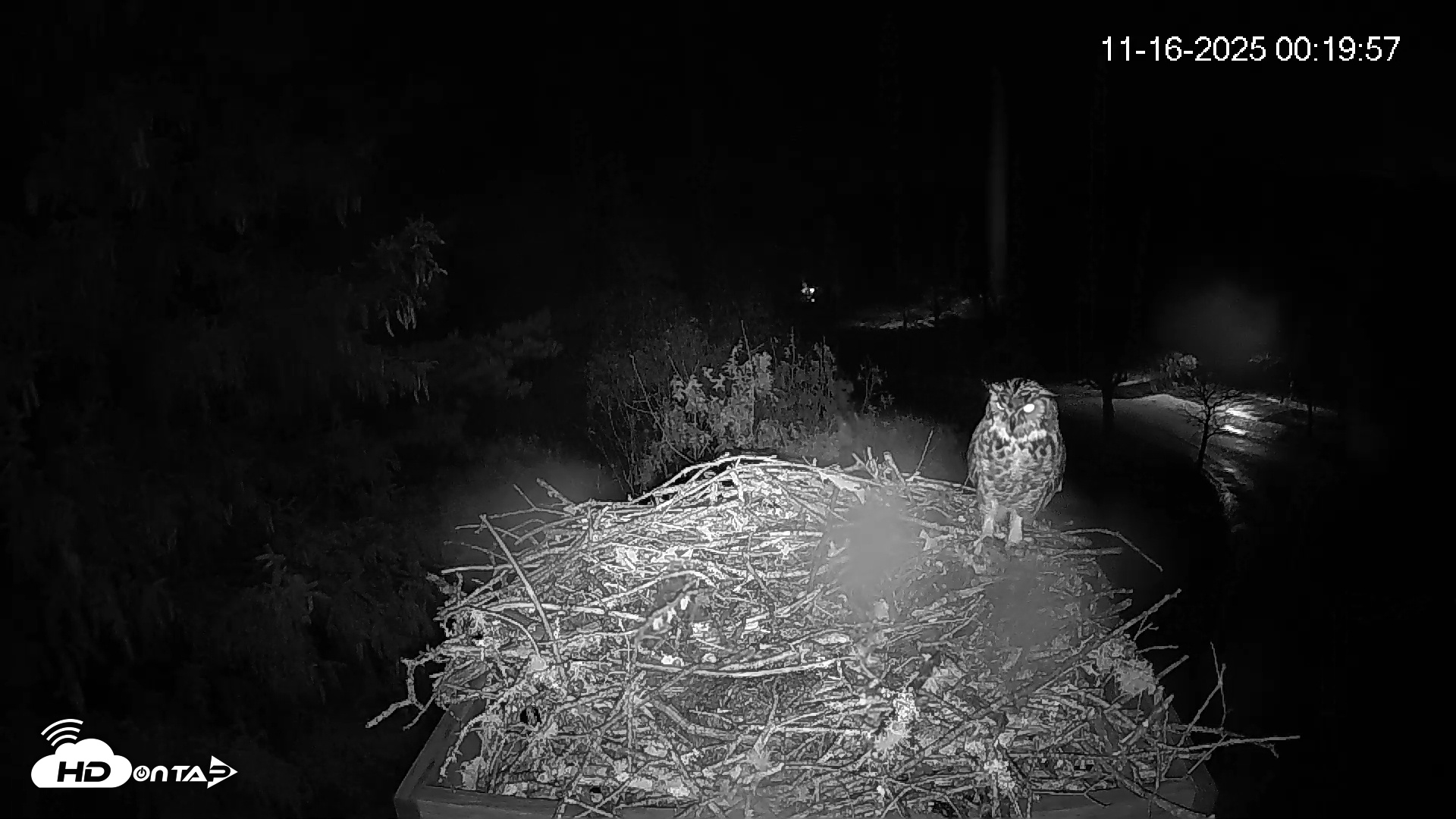 Snapshot of Mashpee Natl. Wildlife Refuge Live Osprey Cam taken Nov 16, 2025, 8:14am EST