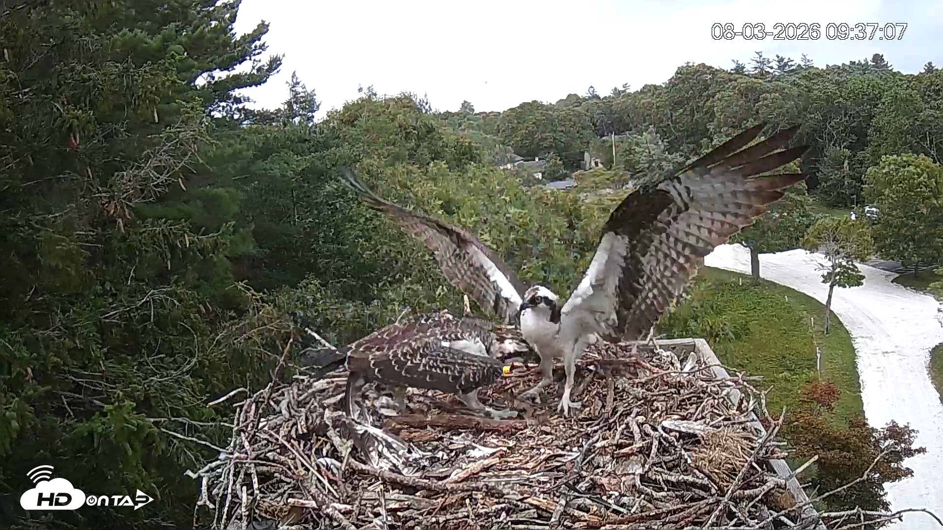 Snapshot of Mashpee Natl. Wildlife Refuge Live Osprey Cam taken Aug 3, 2026, 9:50am EDT