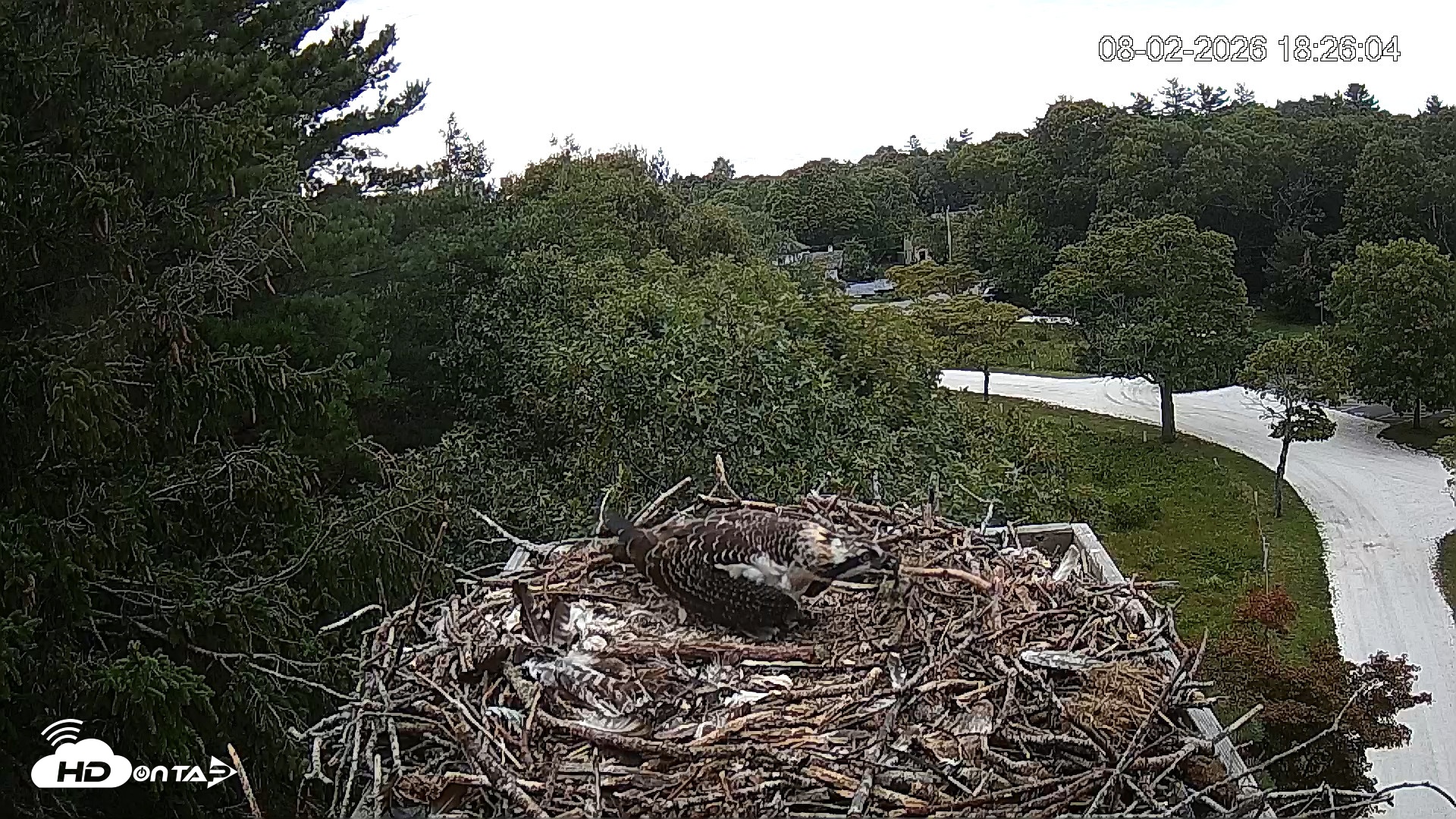 Snapshot of Mashpee Natl. Wildlife Refuge Live Osprey Cam taken Aug 2, 2026, 6:26pm EDT