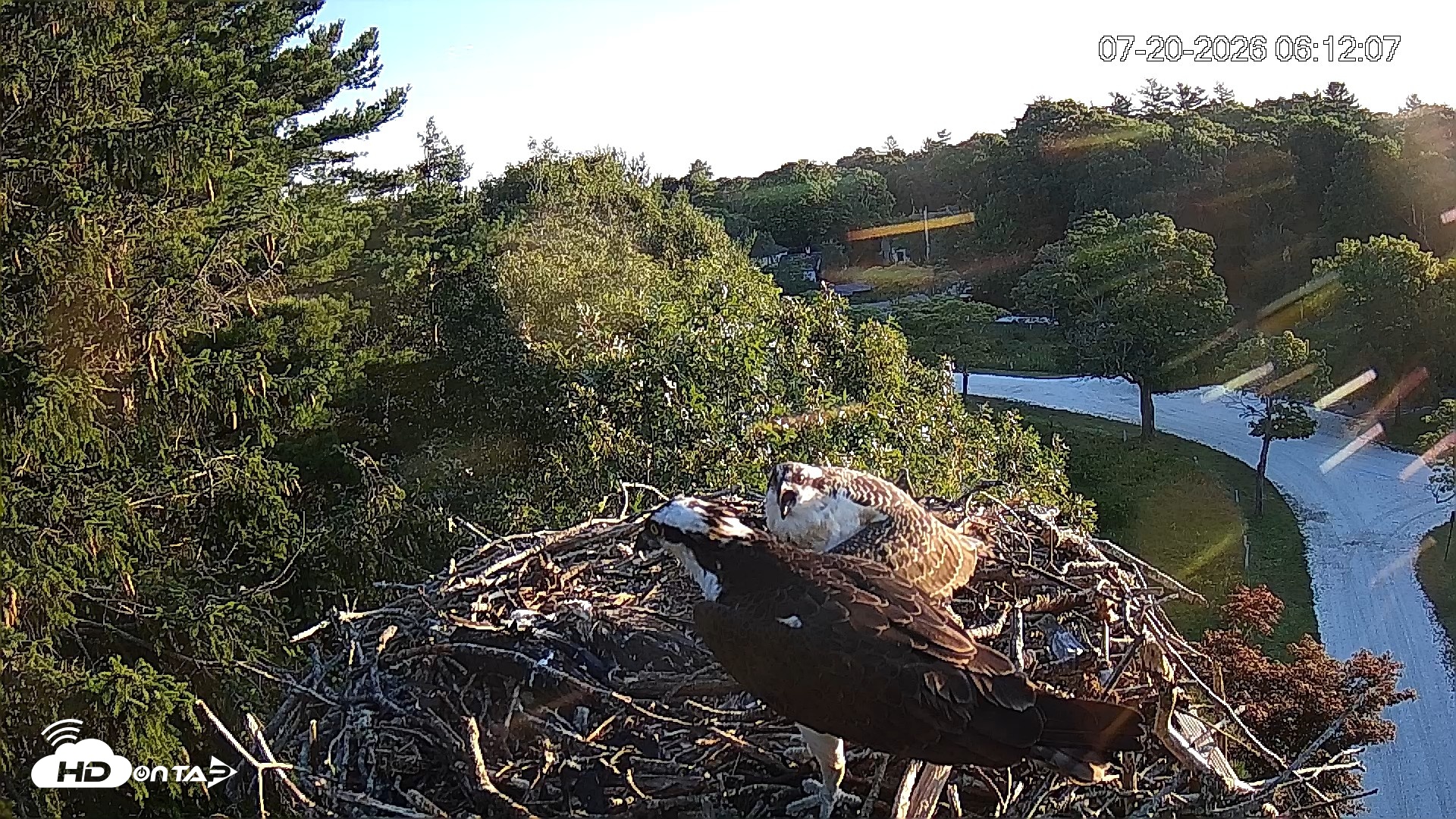 Snapshot of Mashpee Natl. Wildlife Refuge Live Osprey Cam taken Jul 20, 2026, 6:12am EDT