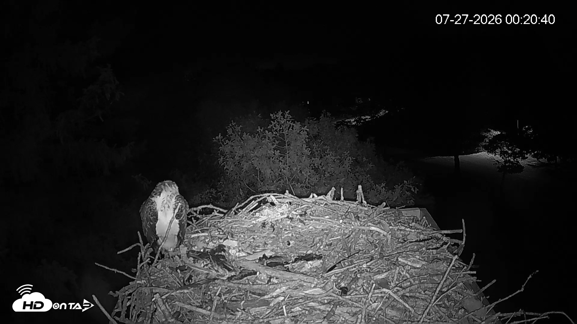 Snapshot of Mashpee Natl. Wildlife Refuge Live Osprey Cam taken Jul 27, 2026, 12:21am EDT
