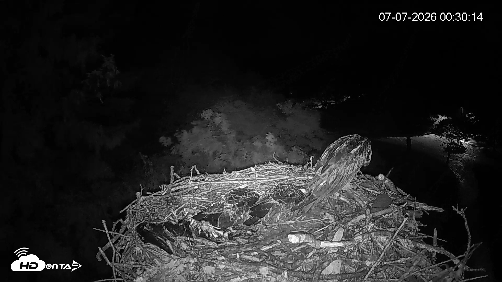 Snapshot of Mashpee Natl. Wildlife Refuge Live Osprey Cam taken Jul 7, 2026, 12:31am EDT