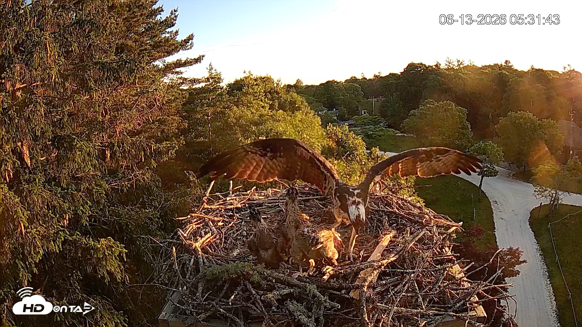 Snapshot of Mashpee Natl. Wildlife Refuge Live Osprey Cam taken Jun 13, 2026, 11:14am EDT