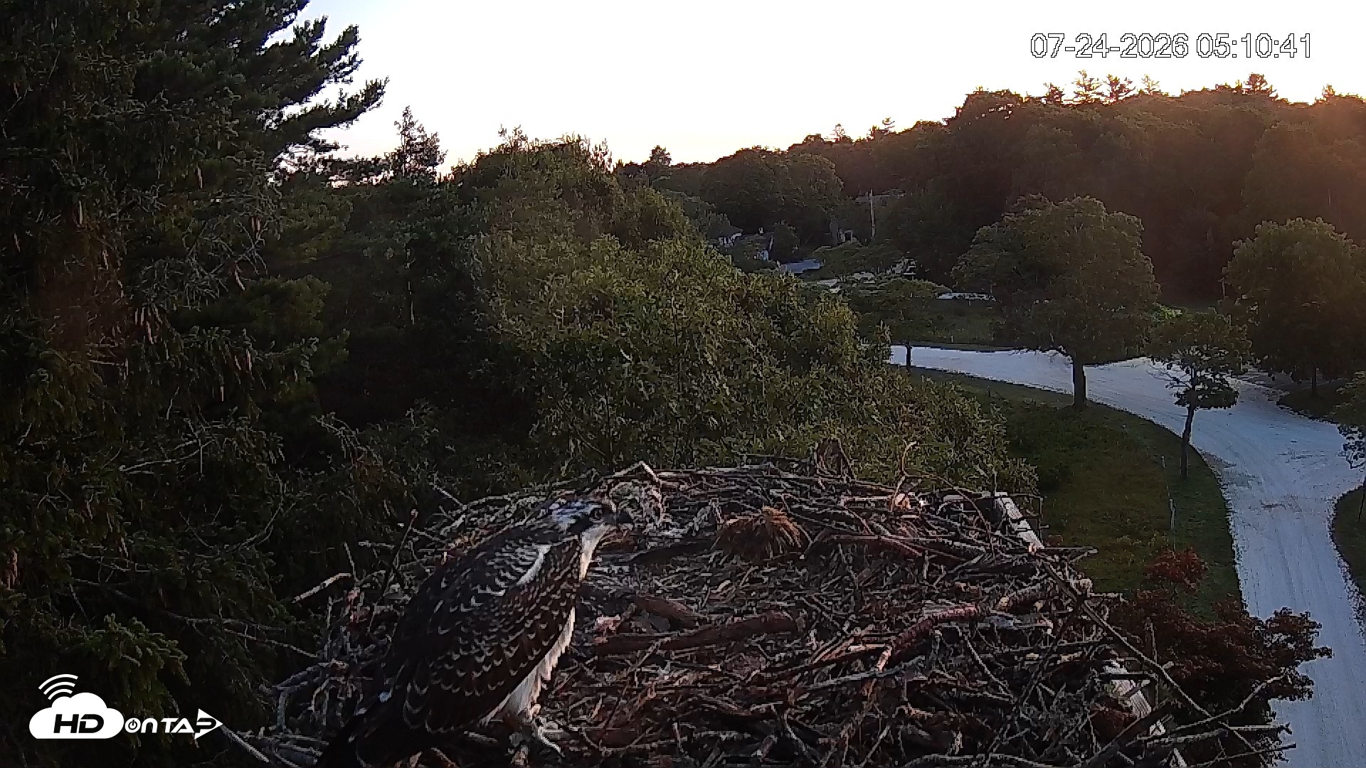 Snapshot of Mashpee Natl. Wildlife Refuge Live Osprey Cam taken Jul 24, 2026, 5:11am EDT