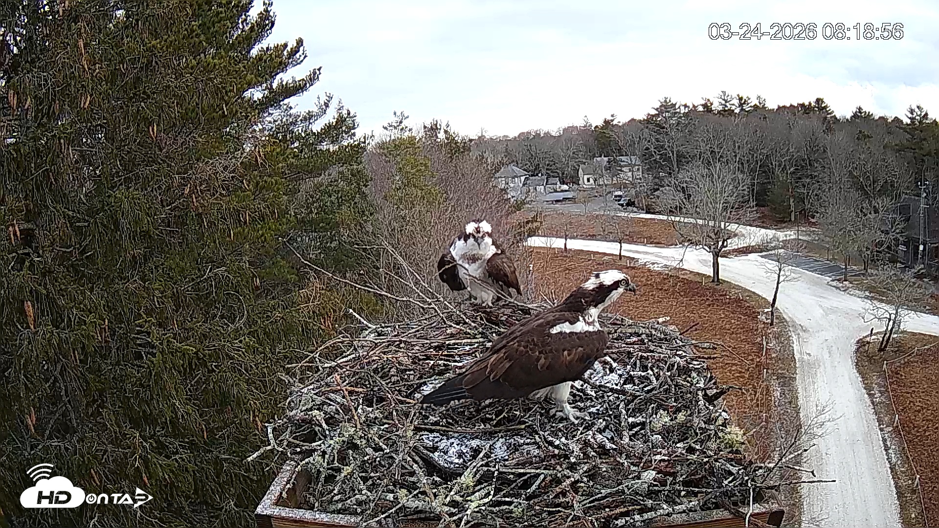 Snapshot of Mashpee Natl. Wildlife Refuge Live Osprey Cam taken Mar 24, 2026, 8:19am EDT
