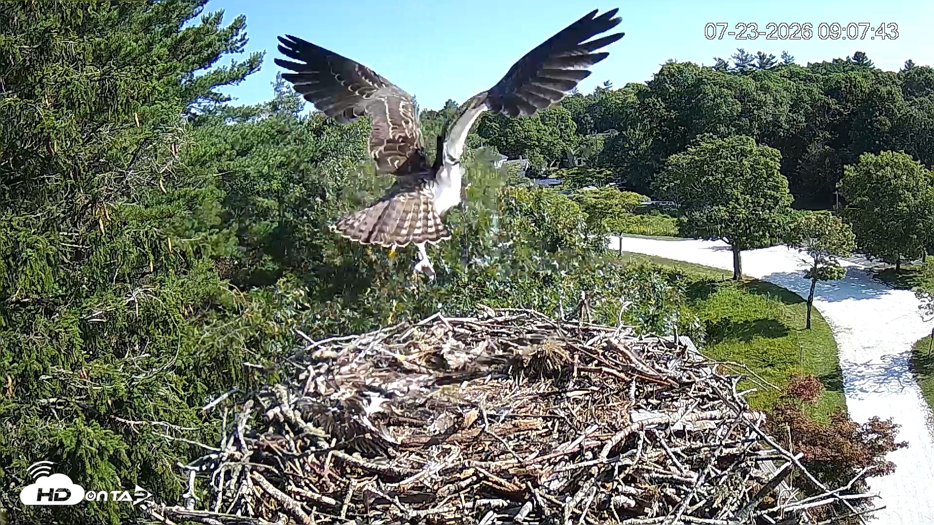 Snapshot of Mashpee Natl. Wildlife Refuge Live Osprey Cam taken Jul 23, 2026, 9:08am EDT
