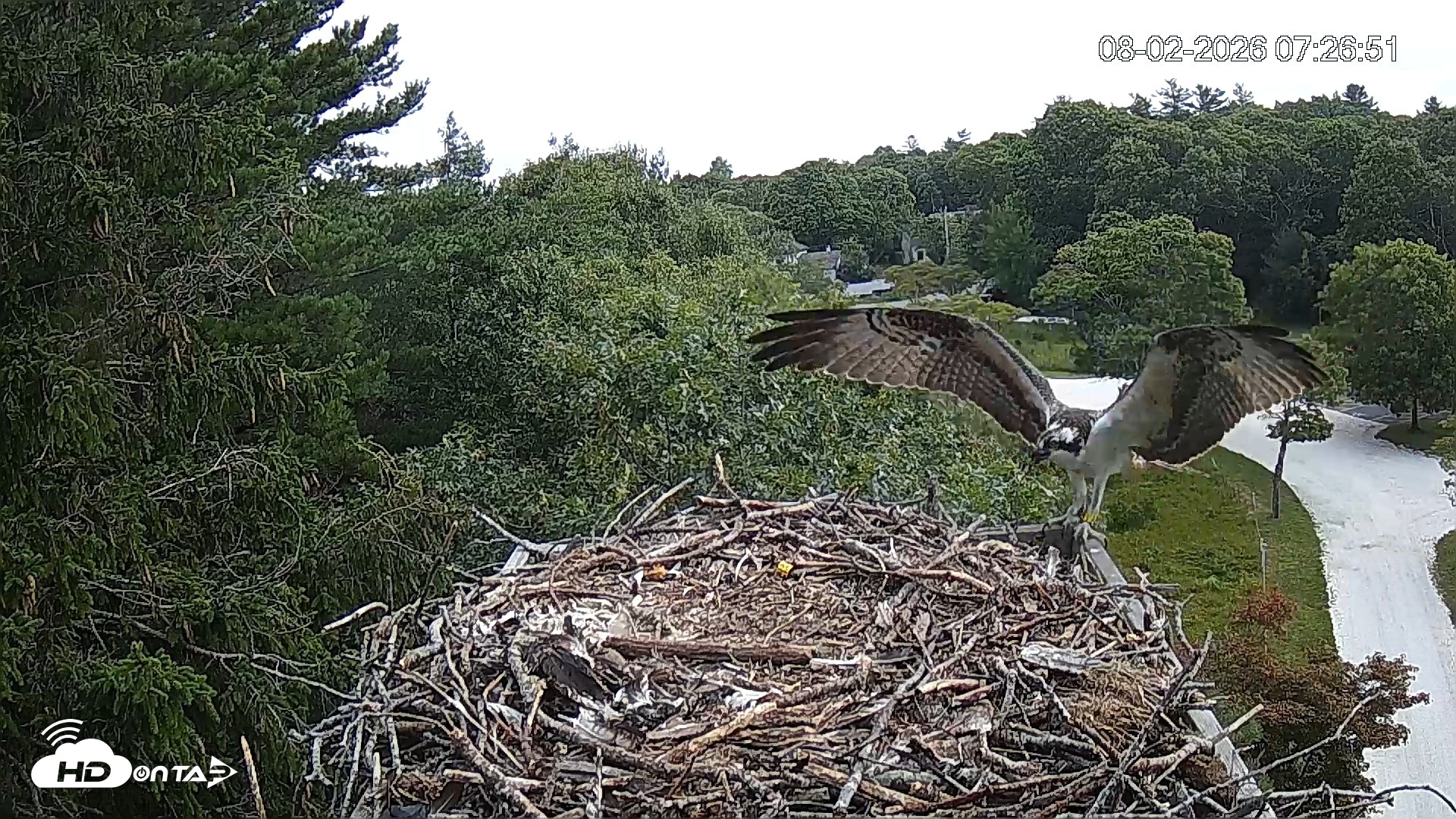 Snapshot of Mashpee Natl. Wildlife Refuge Live Osprey Cam taken Aug 2, 2026, 7:27am EDT