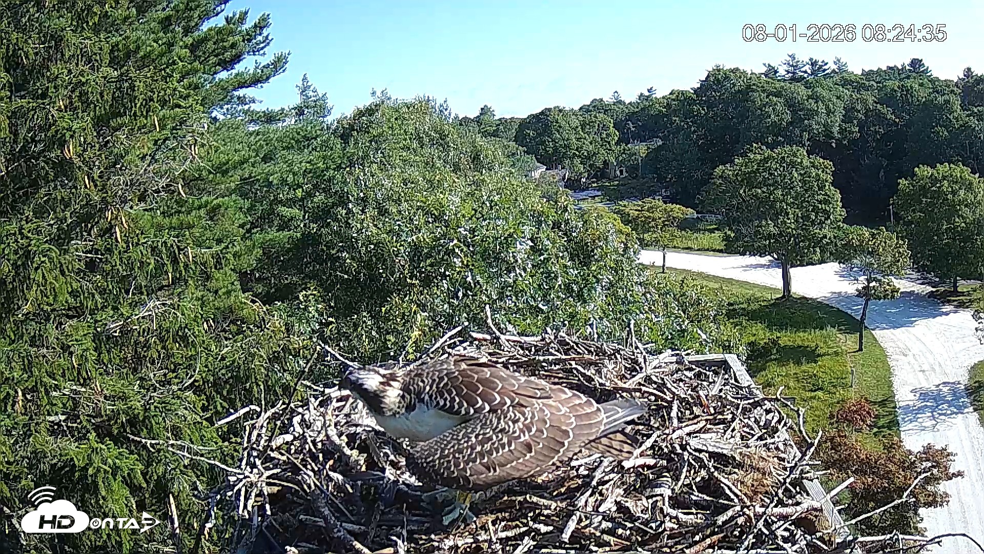Snapshot of Mashpee Natl. Wildlife Refuge Live Osprey Cam taken Aug 1, 2026, 8:24am EDT