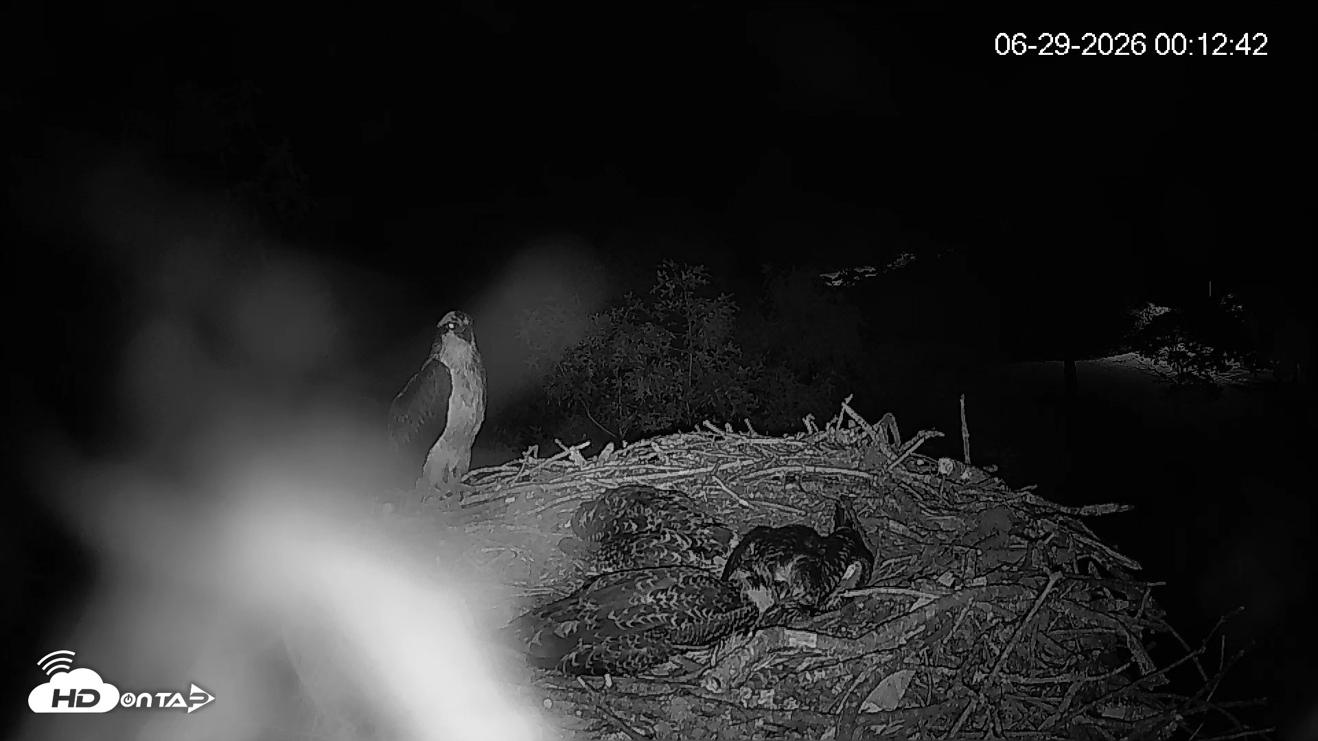 Snapshot of Mashpee Natl. Wildlife Refuge Live Osprey Cam taken Jun 29, 2026, 12:12am EDT
