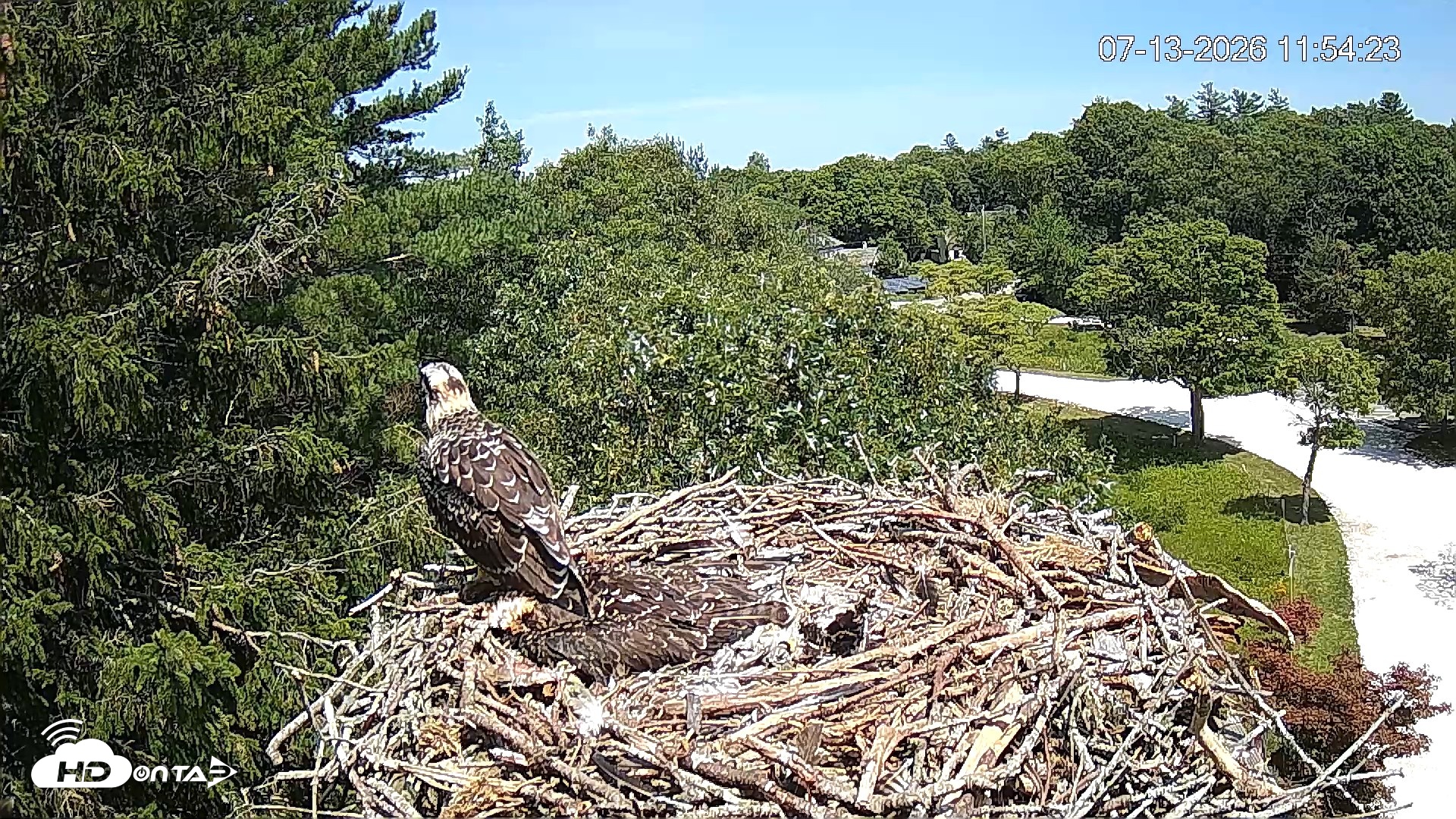 Snapshot of Mashpee Natl. Wildlife Refuge Live Osprey Cam taken Jul 13, 2026, 11:55am EDT