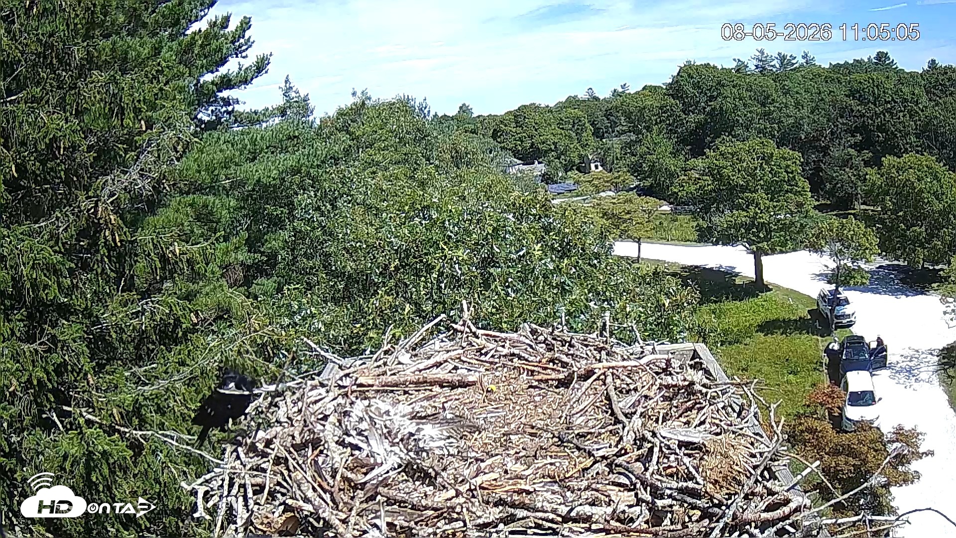 Snapshot of Mashpee Natl. Wildlife Refuge Live Osprey Cam taken Aug 5, 2026, 11:08am EDT