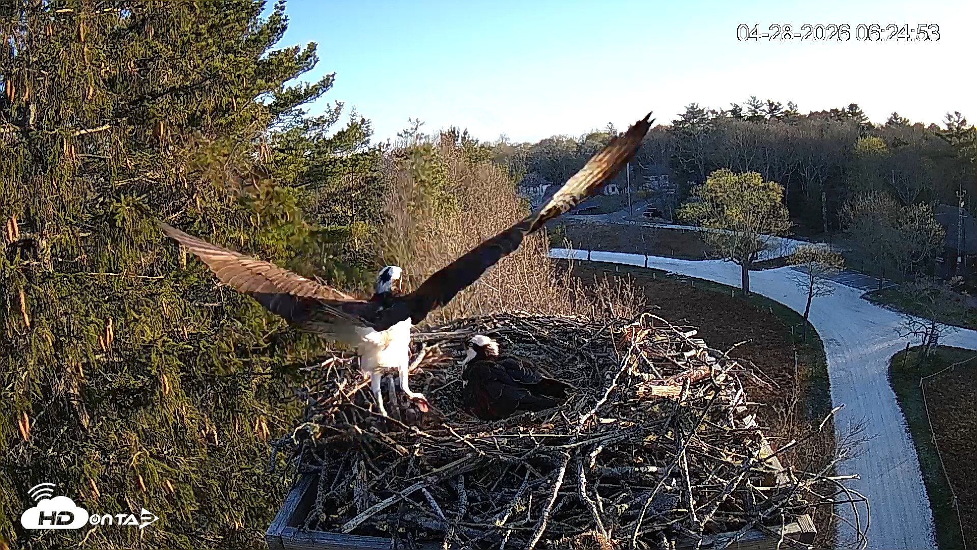 Snapshot of Mashpee Natl. Wildlife Refuge Live Osprey Cam taken Apr 28, 2026, 7:46am EDT