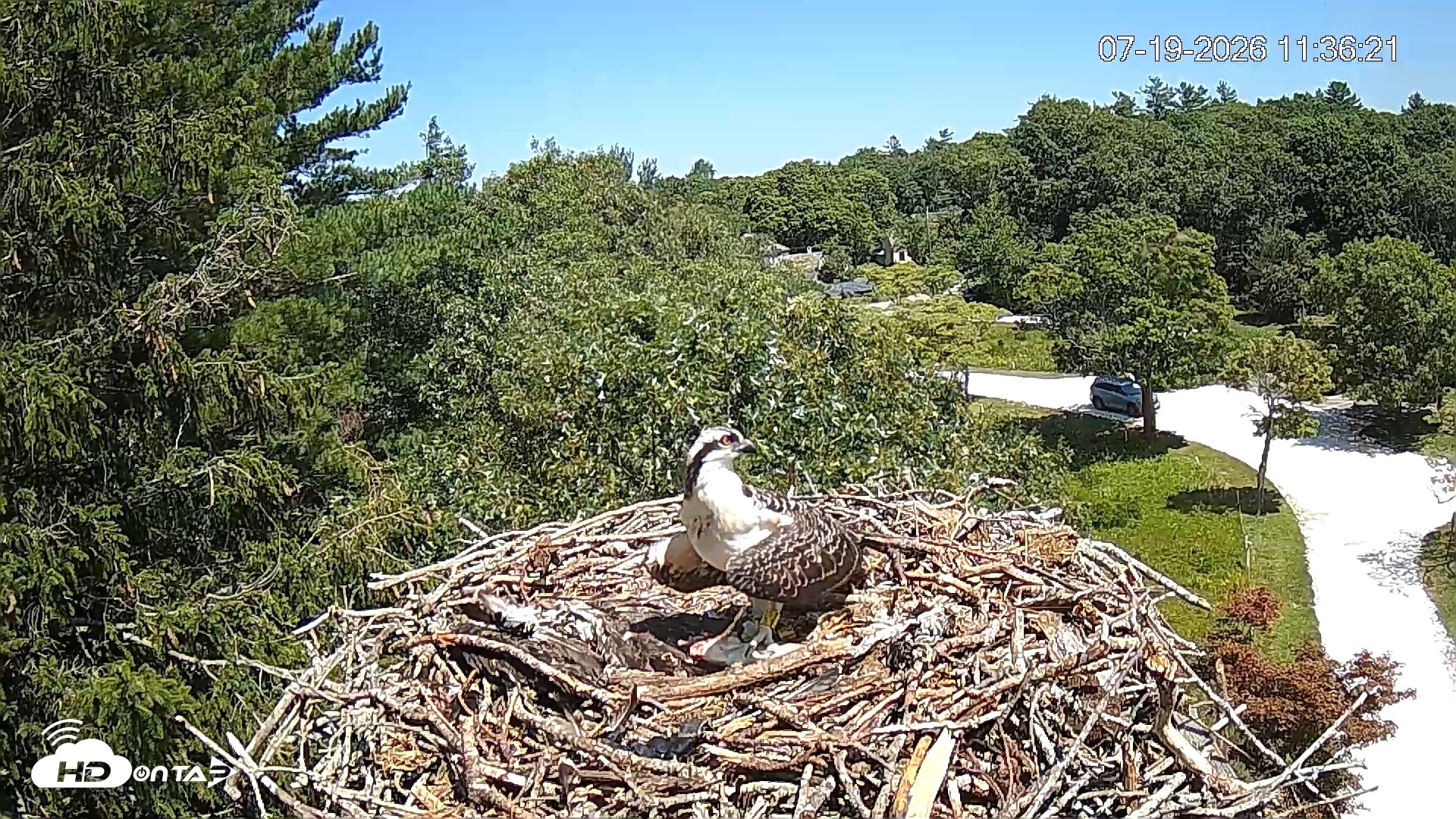 Snapshot of Mashpee Natl. Wildlife Refuge Live Osprey Cam taken Jul 19, 2026, 11:37am EDT