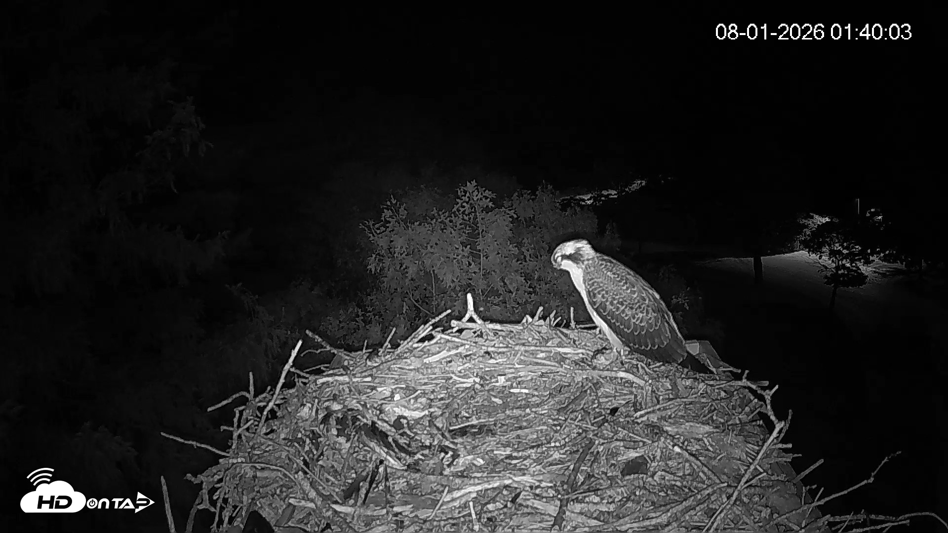 Snapshot of Mashpee Natl. Wildlife Refuge Live Osprey Cam taken Aug 1, 2026, 1:40am EDT