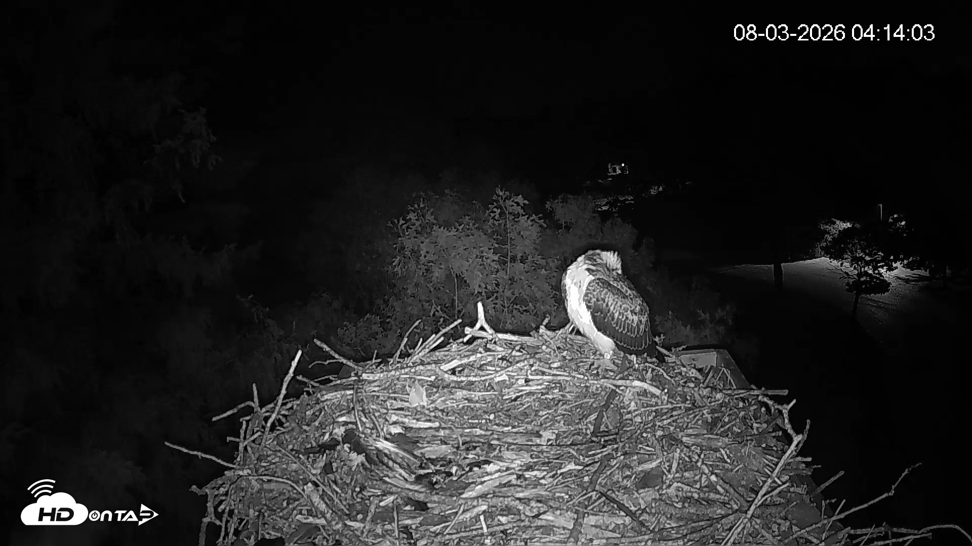 Snapshot of Mashpee Natl. Wildlife Refuge Live Osprey Cam taken Aug 3, 2026, 4:14am EDT