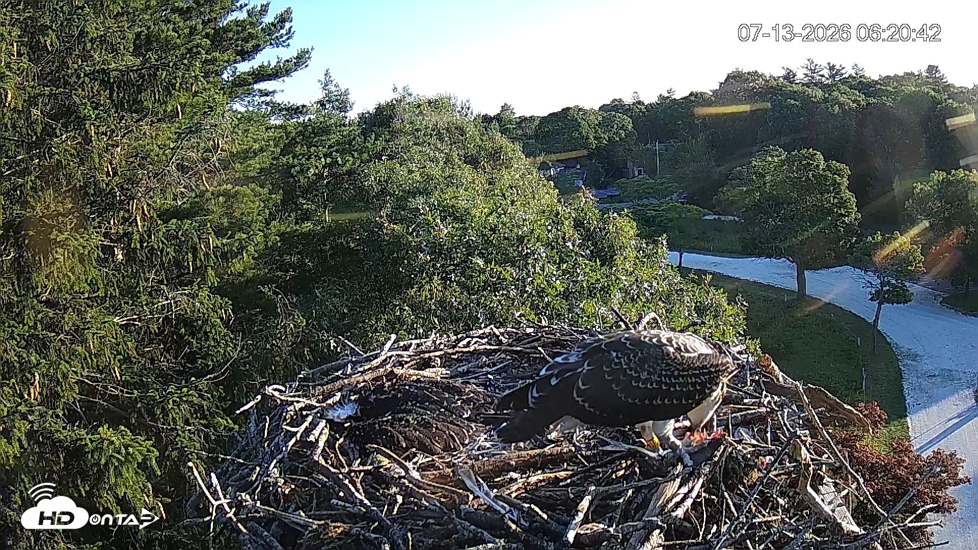 Snapshot of Mashpee Natl. Wildlife Refuge Live Osprey Cam taken Jul 13, 2026, 6:21am EDT