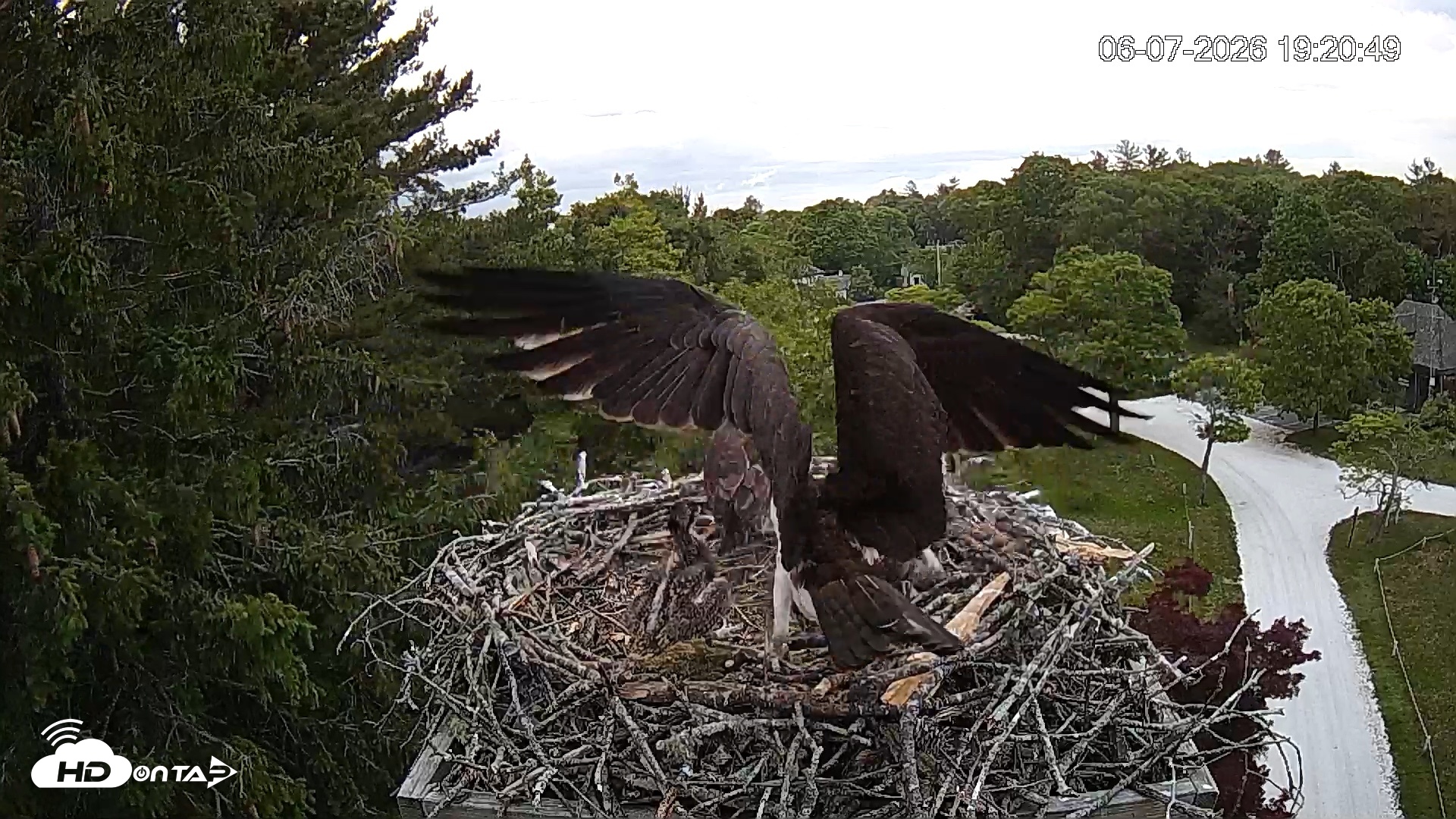 Snapshot of Mashpee Natl. Wildlife Refuge Live Osprey Cam taken Jun 7, 2026, 7:21pm EDT