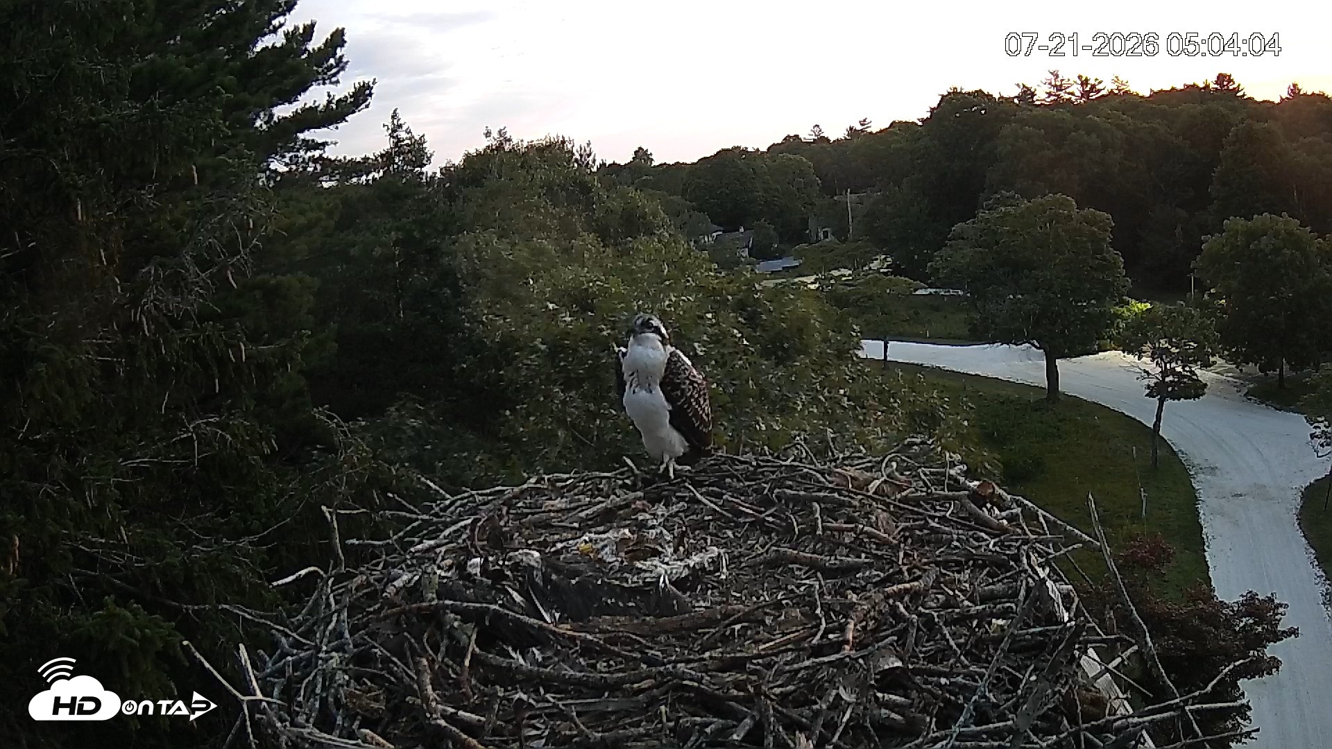 Snapshot of Mashpee Natl. Wildlife Refuge Live Osprey Cam taken Jul 21, 2026, 5:05am EDT