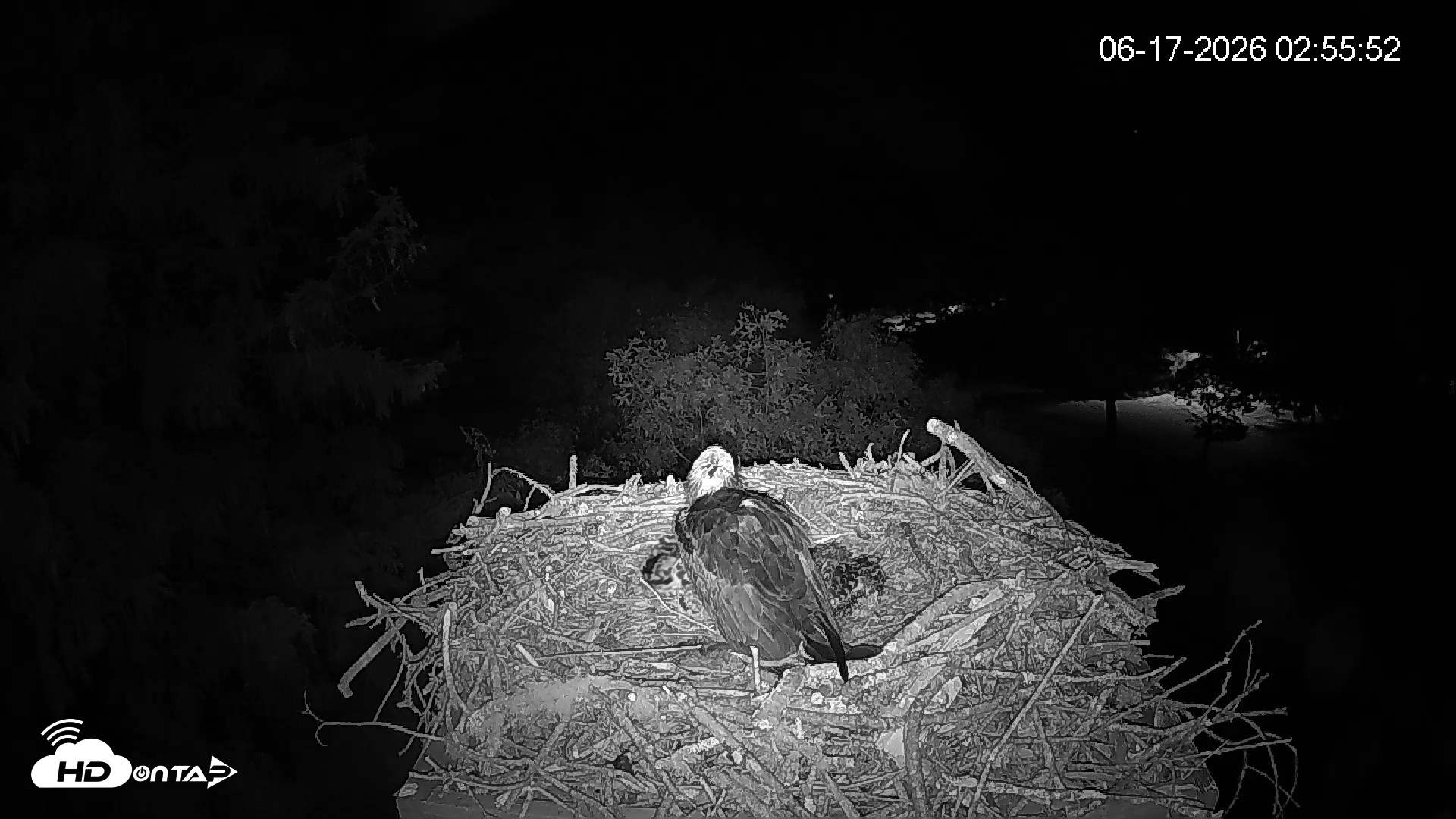 Snapshot of Mashpee Natl. Wildlife Refuge Live Osprey Cam taken Jun 17, 2026, 2:56am EDT