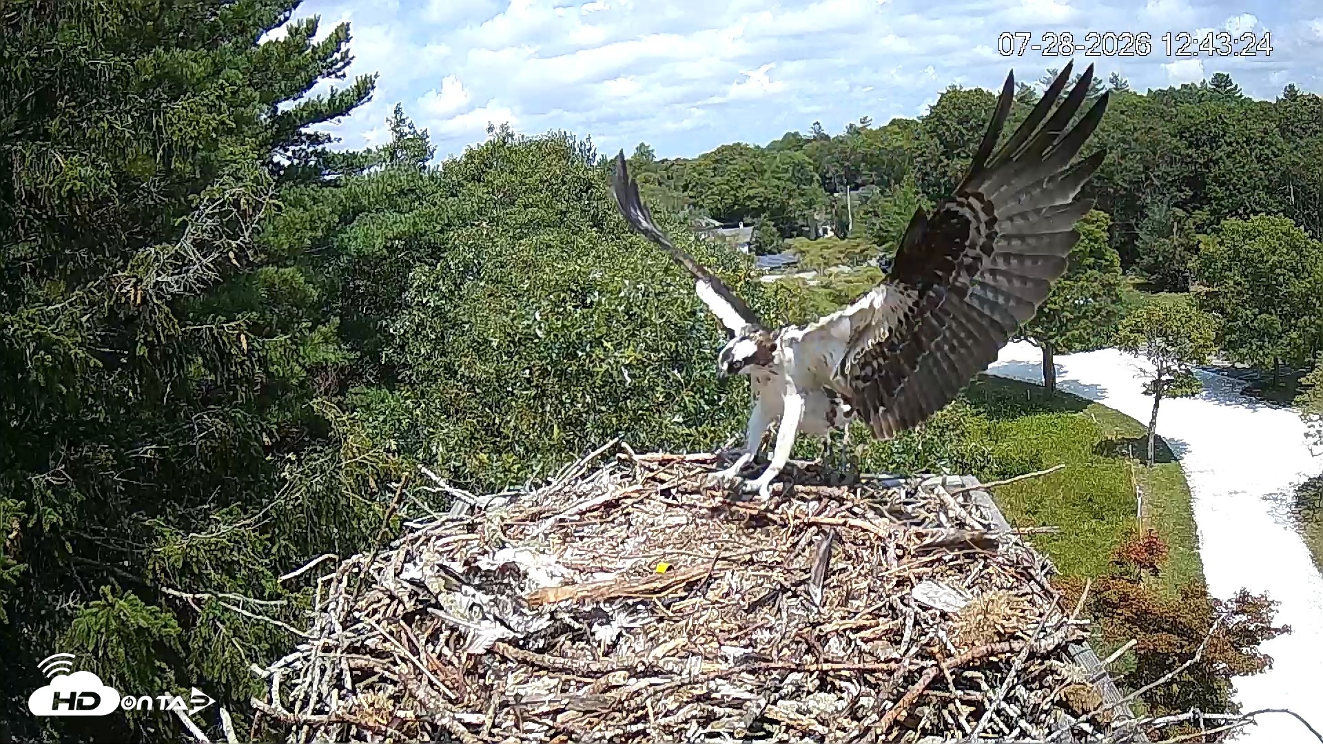 Snapshot of Mashpee Natl. Wildlife Refuge Live Osprey Cam taken Jul 28, 2026, 5:28pm EDT
