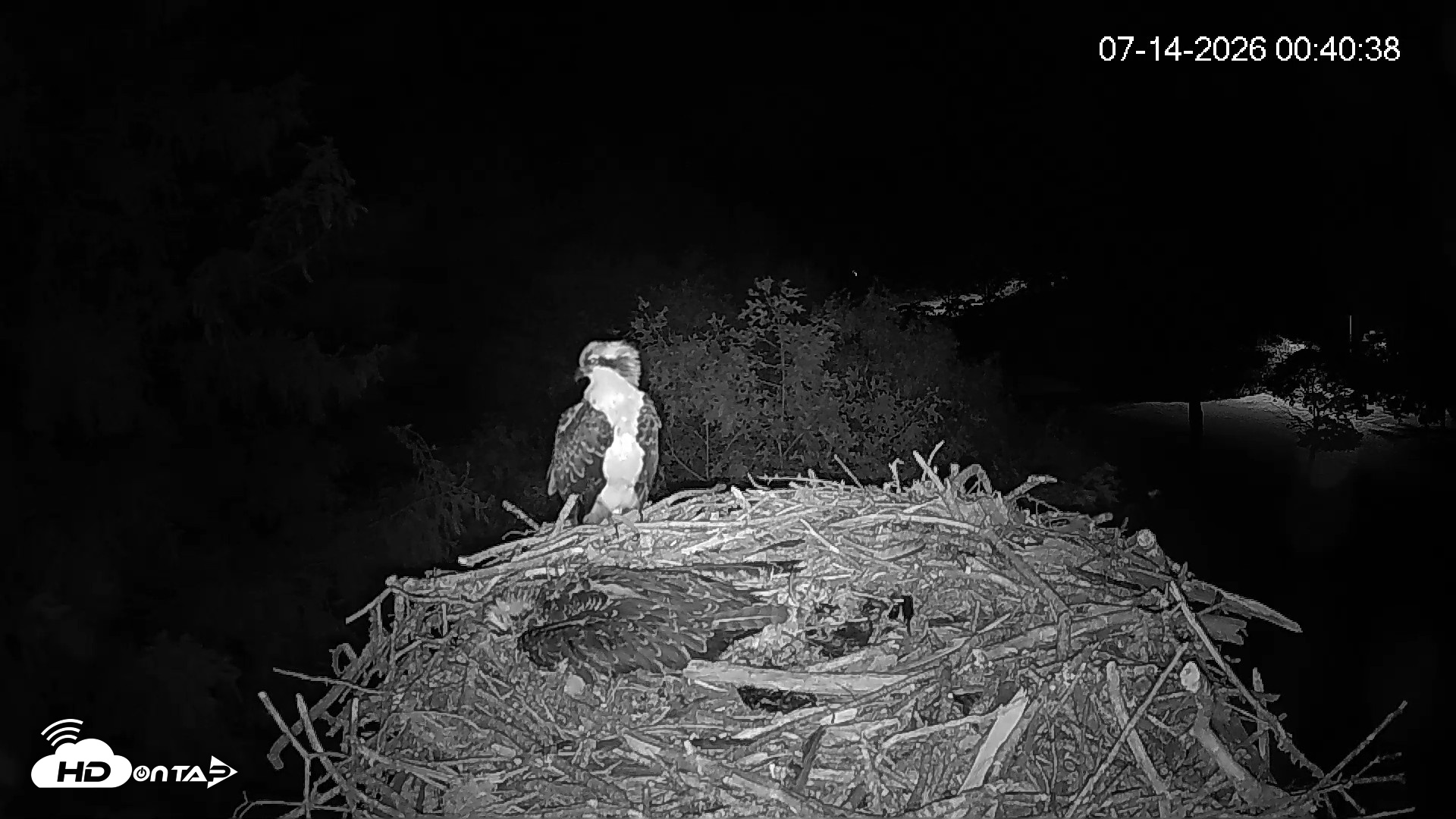 Snapshot of Mashpee Natl. Wildlife Refuge Live Osprey Cam taken Jul 14, 2026, 12:42am EDT