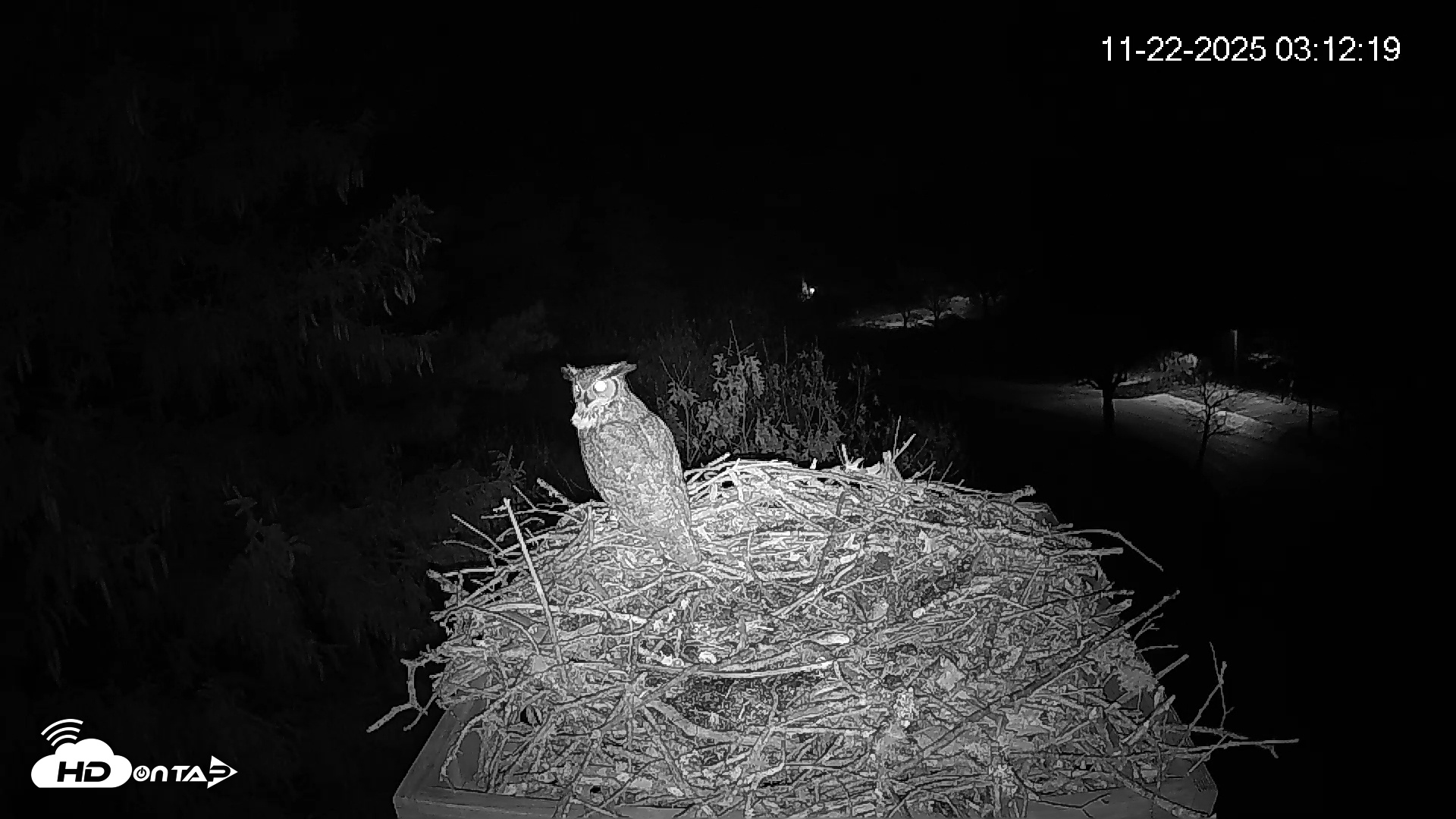 Snapshot of Mashpee Natl. Wildlife Refuge Live Osprey Cam taken Nov 22, 2025, 6:09am EST